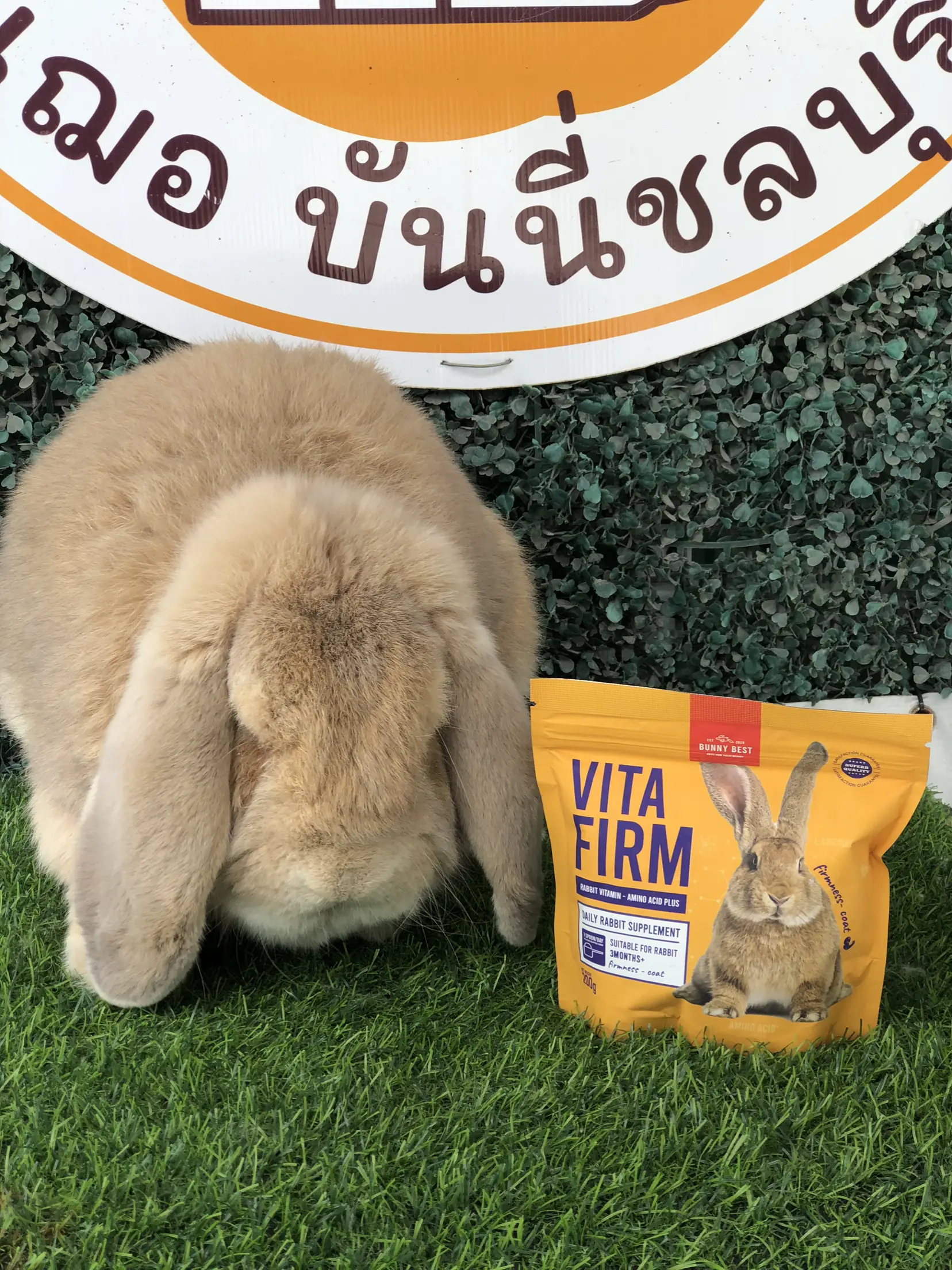 Holland clearance lop food