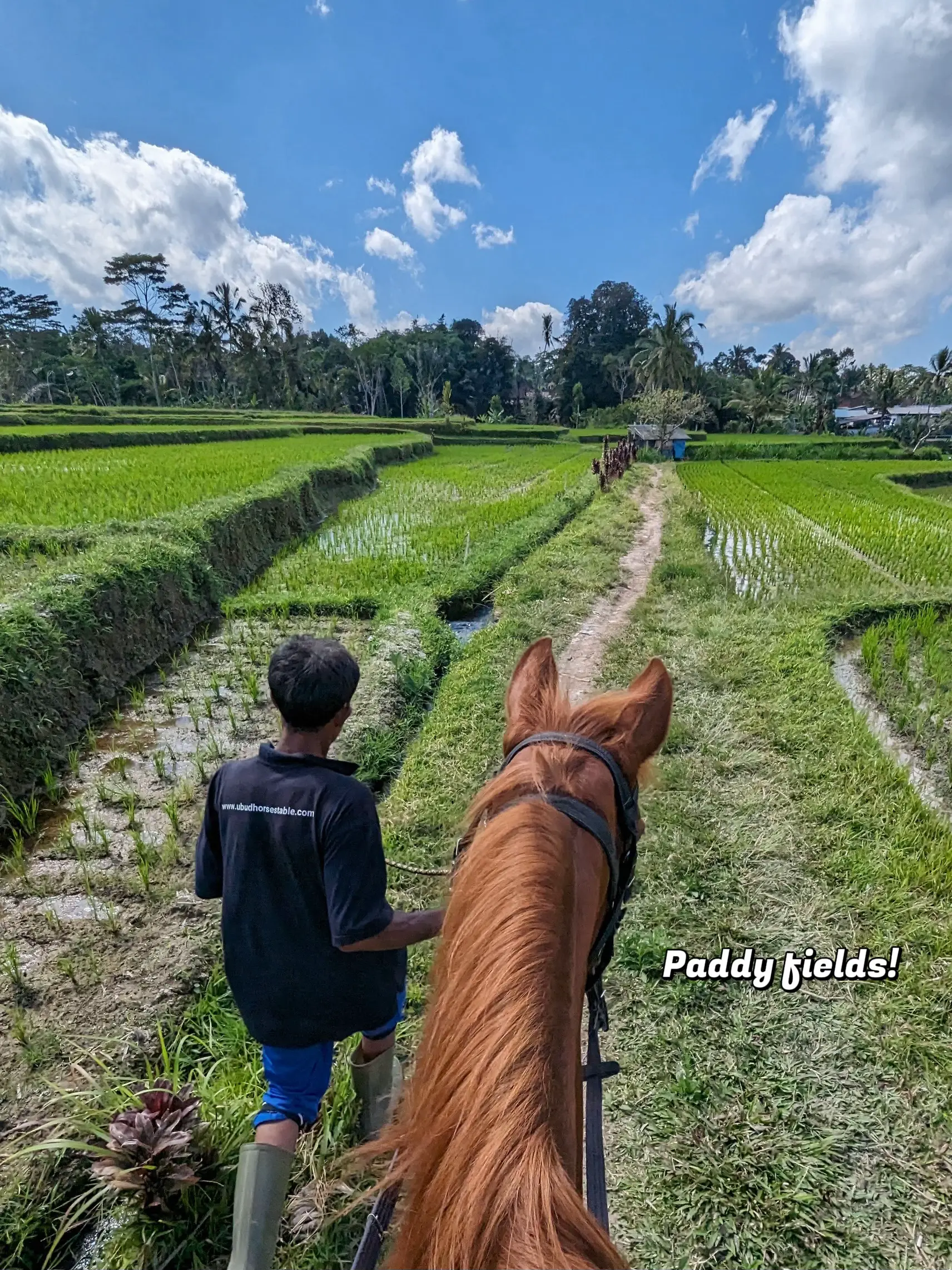 Horseback Riding With Paddy Field Views Gallery Posted By Jing Wei horseback-riding-with-paddy-field-views-gallery-posted-by-jing-wei