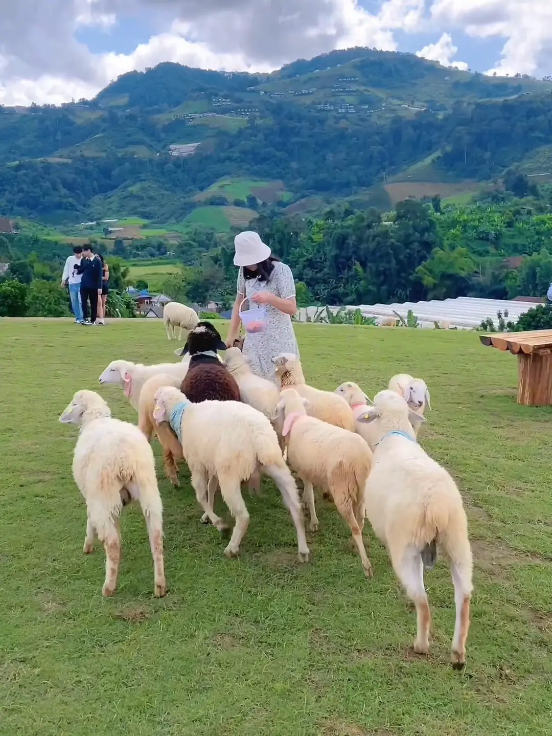 Mae Khi sheep house, Monjam, Chiang Mai | Video published by pimjirapunn |  Lemon8