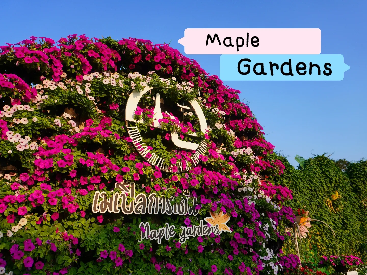 Maple แกลเลอรีที่โพสต์โดย Maple Gardens Lemon8