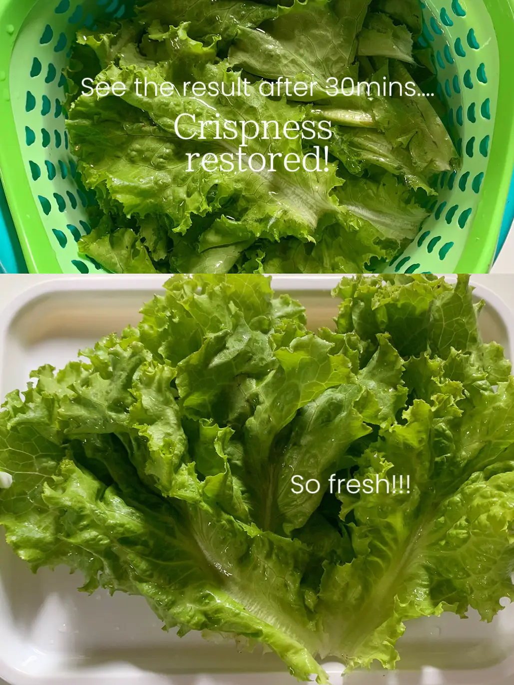 LIFE HACK HOW TO REVIVE WILTED LETTUCE 🥬 juli ssが投稿したフォトブック Lemon8