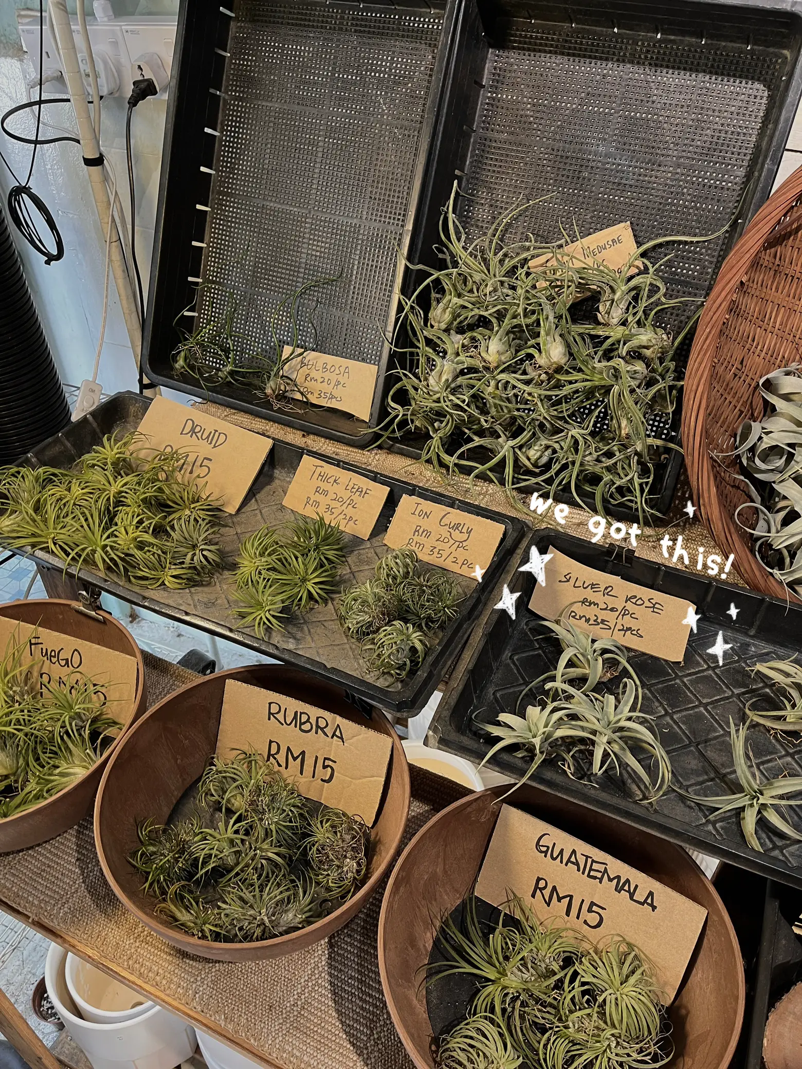 🇲🇾 DO YOU KNOW YOU CAN BRING PLANTS FROM JB TO SG? Gallery posted by