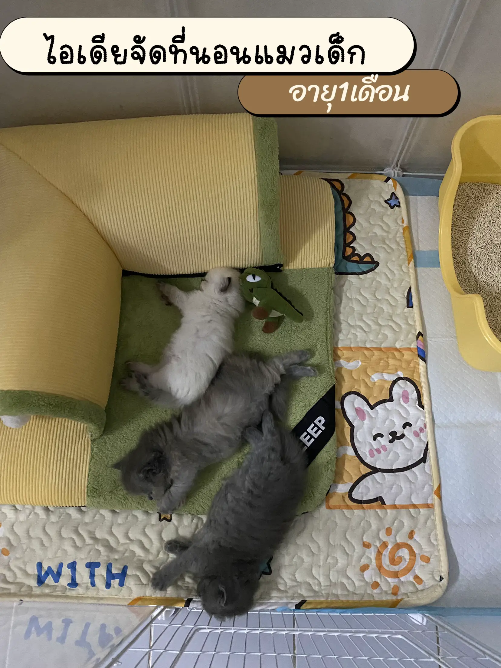 ไอเดียจัดที่นอนแมวเด็ก อายุ1เดือน😻 แกลเลอรีที่โพสต์โดย Devil ψ(`∇´)ψ