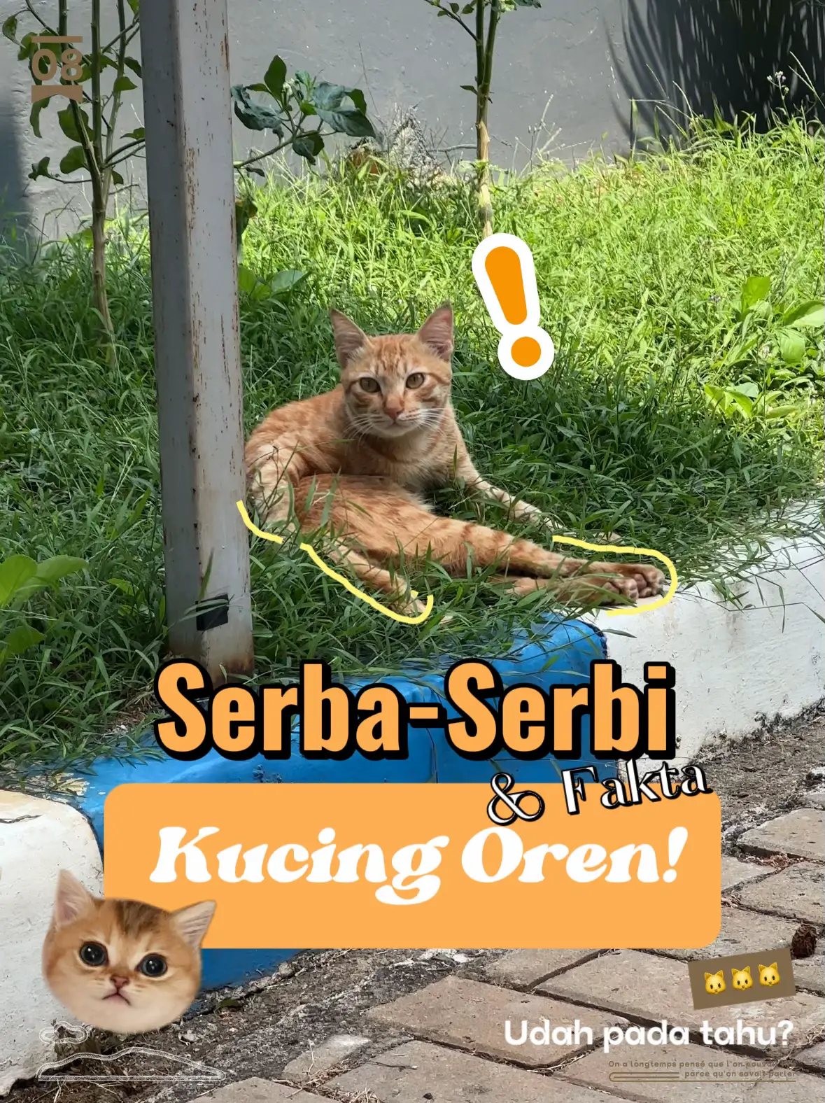 Fakta tentang KUCING OYEN!! Yang terakhir gemas‼️🤣 | Gallery posted by  Nadiah A | Lemon8