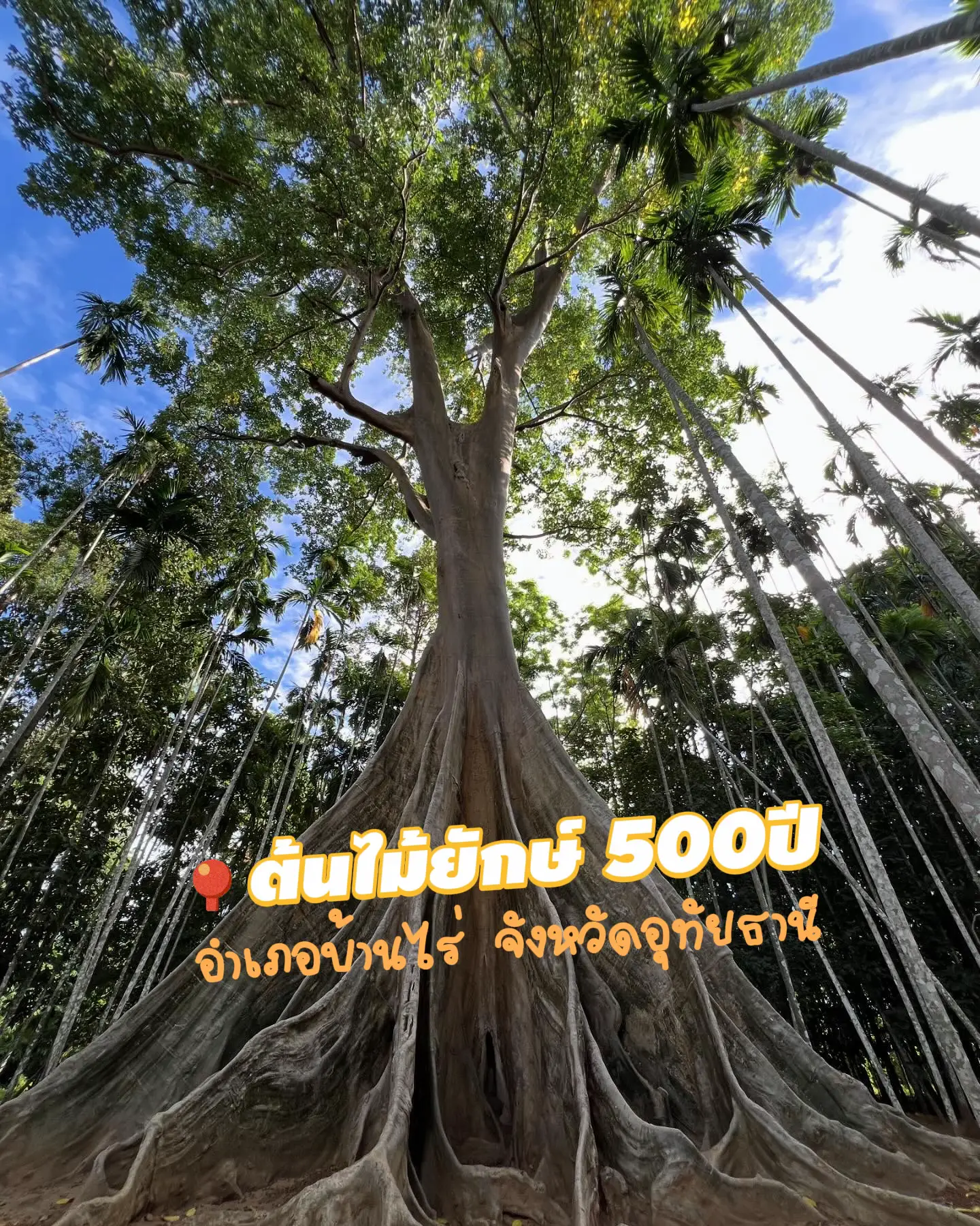 樹齢500年の巨大な木、ウタタニモン。 🌳 | Giftmaya ⚡️が投稿したフォトブック | Lemon8