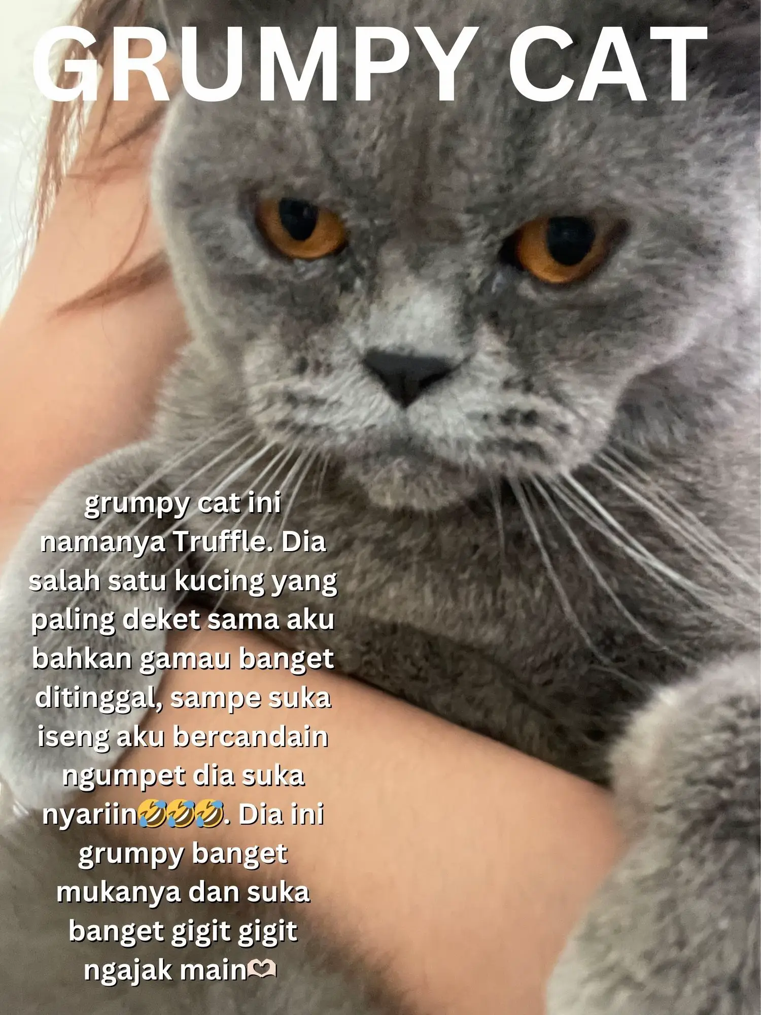 TANDA KUCING SAYANG DAN NYAMAN SAMA KAMU?🥰 | Gallery posted by Sarah |  Lemon8