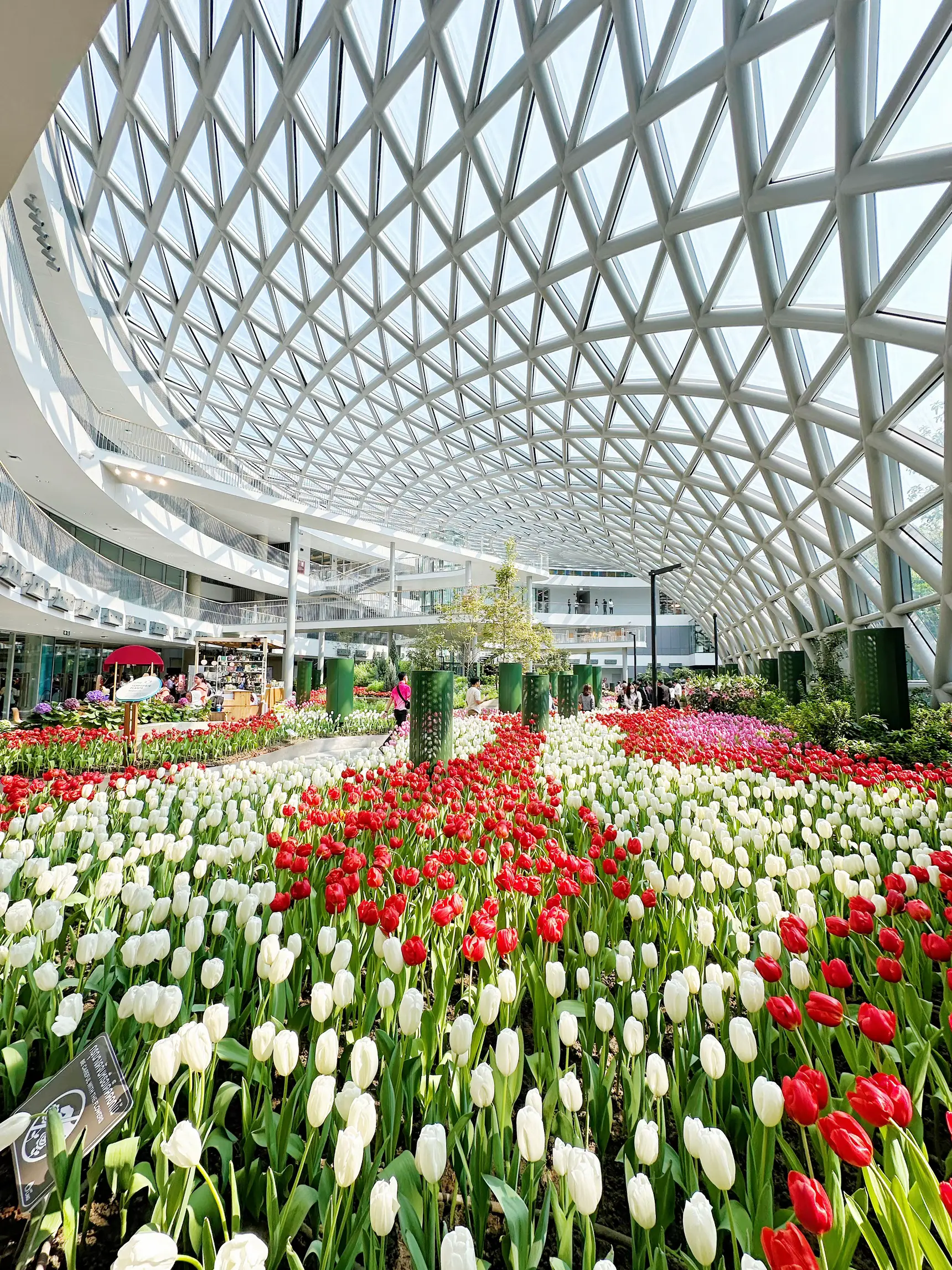 สวนดอกทิวลิป จังหวัดระยอง เข้าชมฟรี 🌷 | แกลเลอรีที่โพสต์โดย 🍊Som-im 🍊 ...