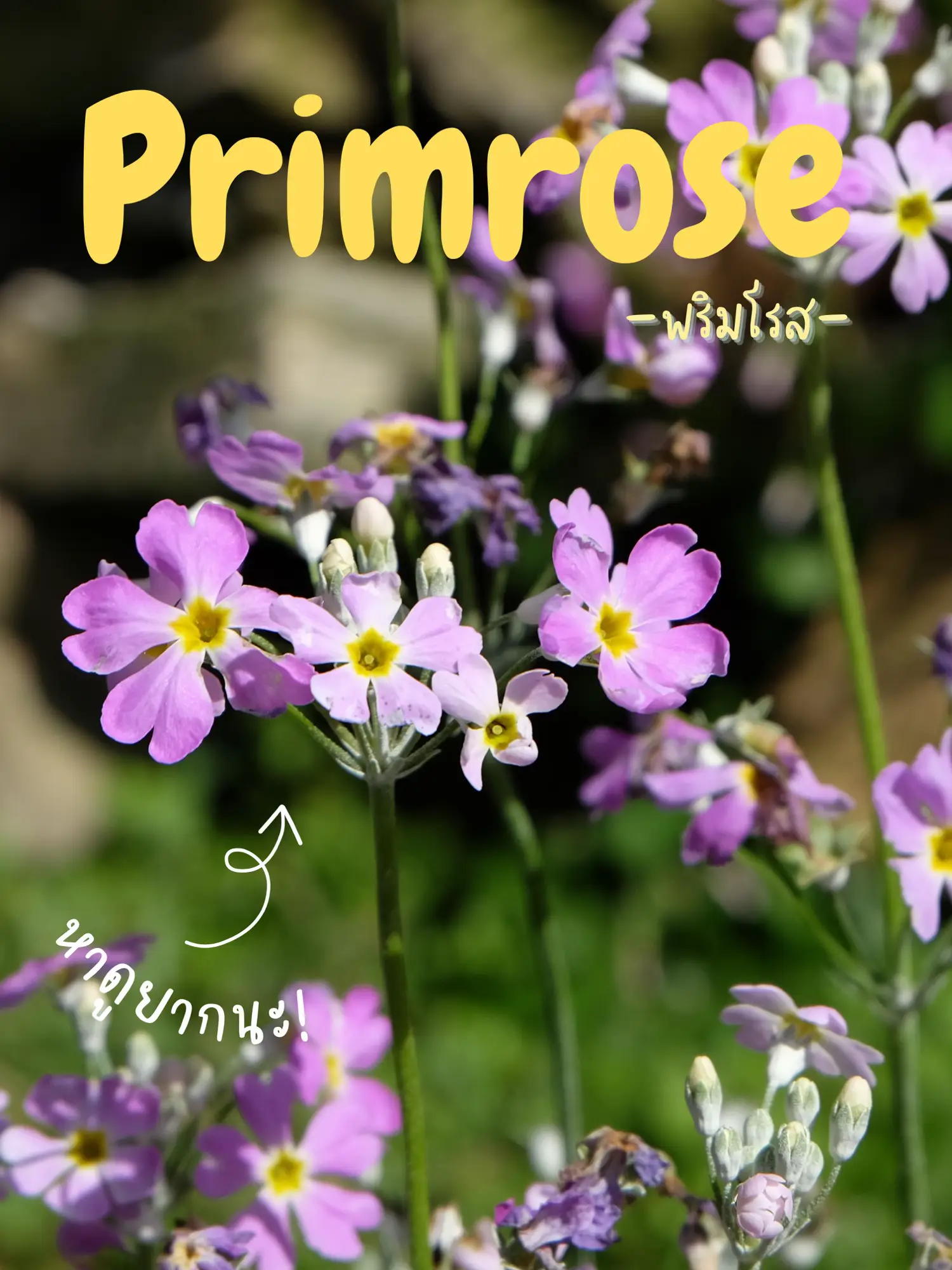 พริมโรส Primrose แกลเลอรีที่โพสต์โดย blossomgirl🌸 Lemon8