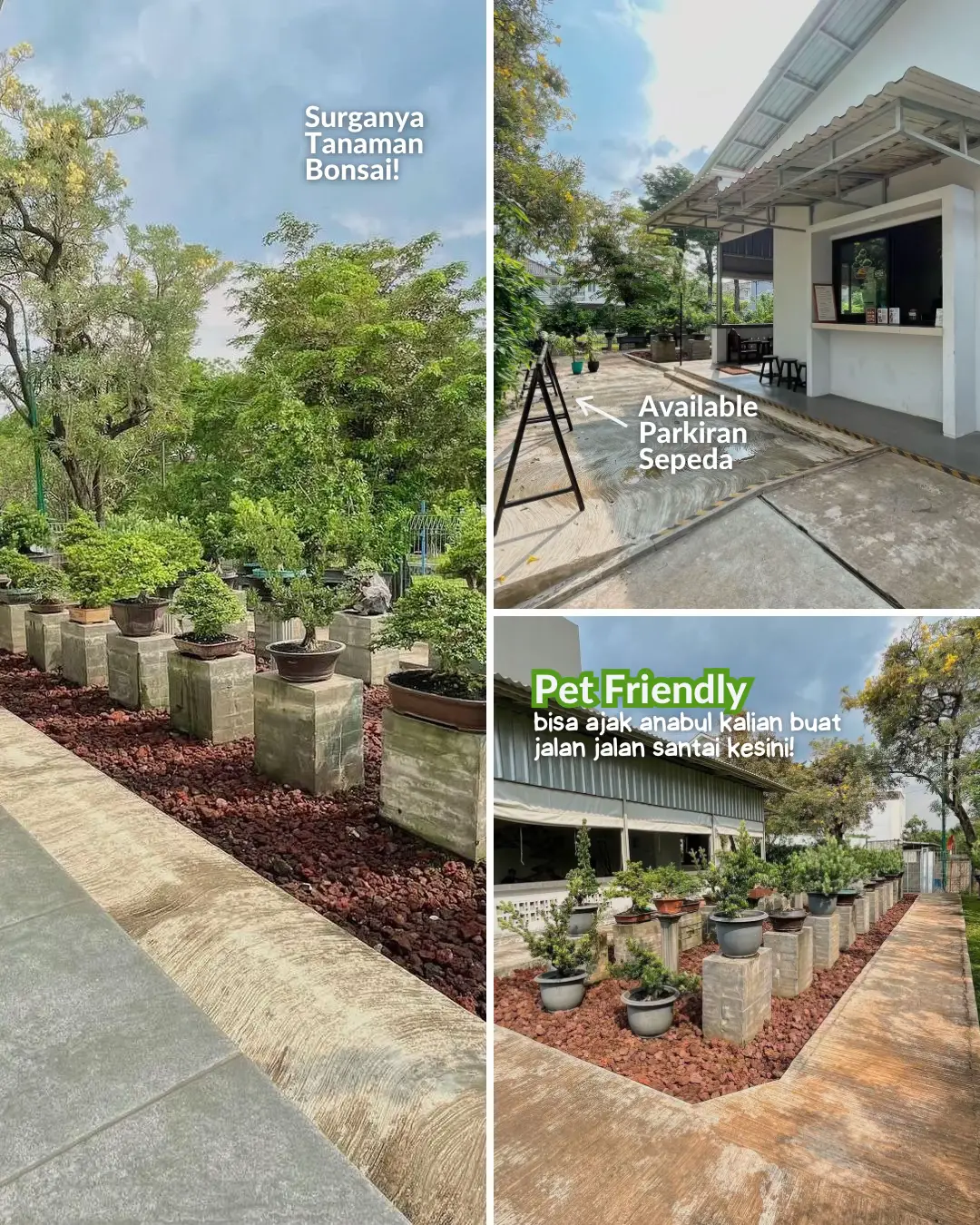 HIDDEN GEM SURGA TANAMAN BONSAI DI JAKARTA BARAT | Galeri diposting ...