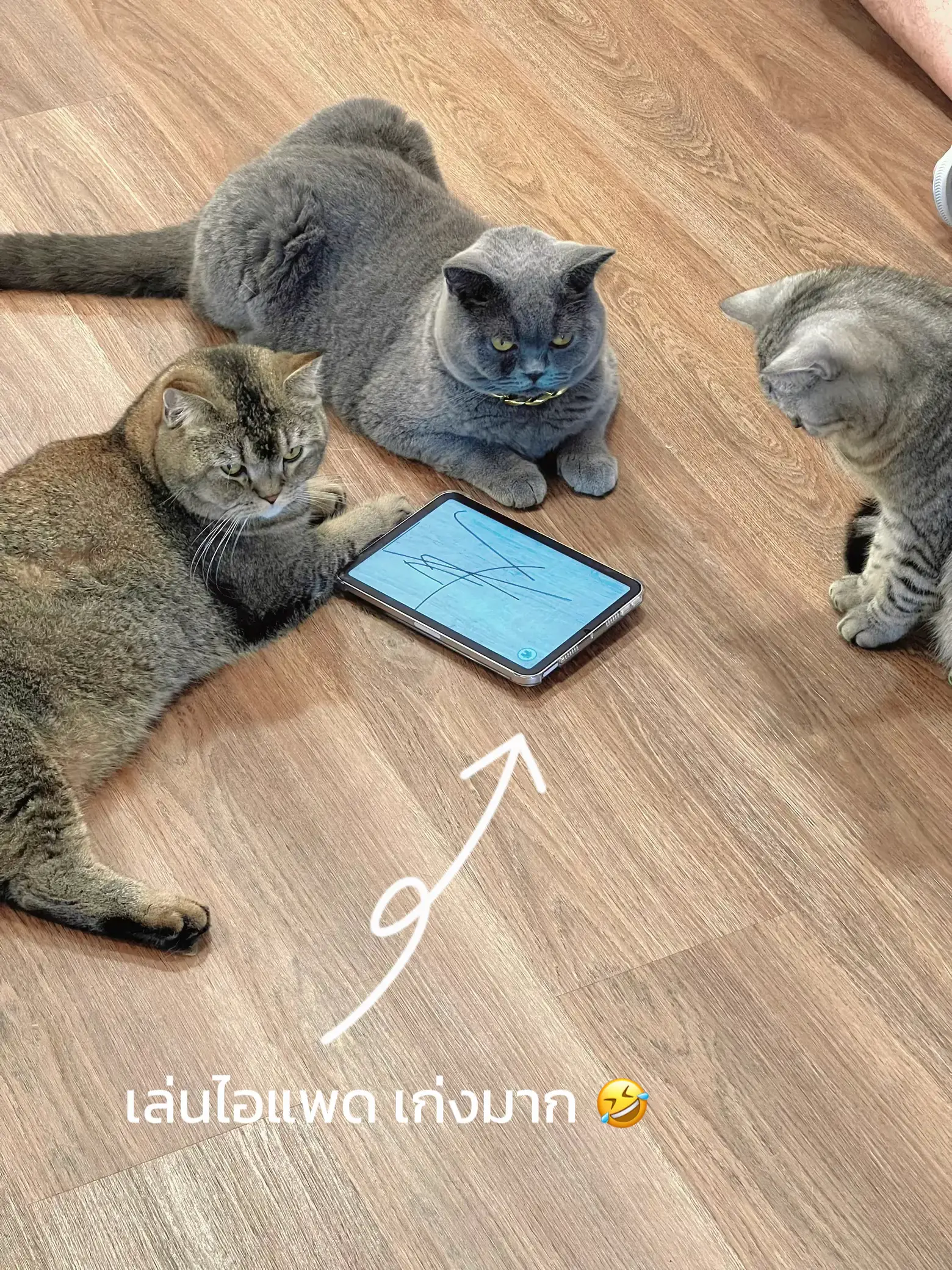 Take to the cafe where the most cats in some hundred thousand 🐈, MALI CAT  CAFE🥤, Gallery posted by เที่ยวTRIP🛩️