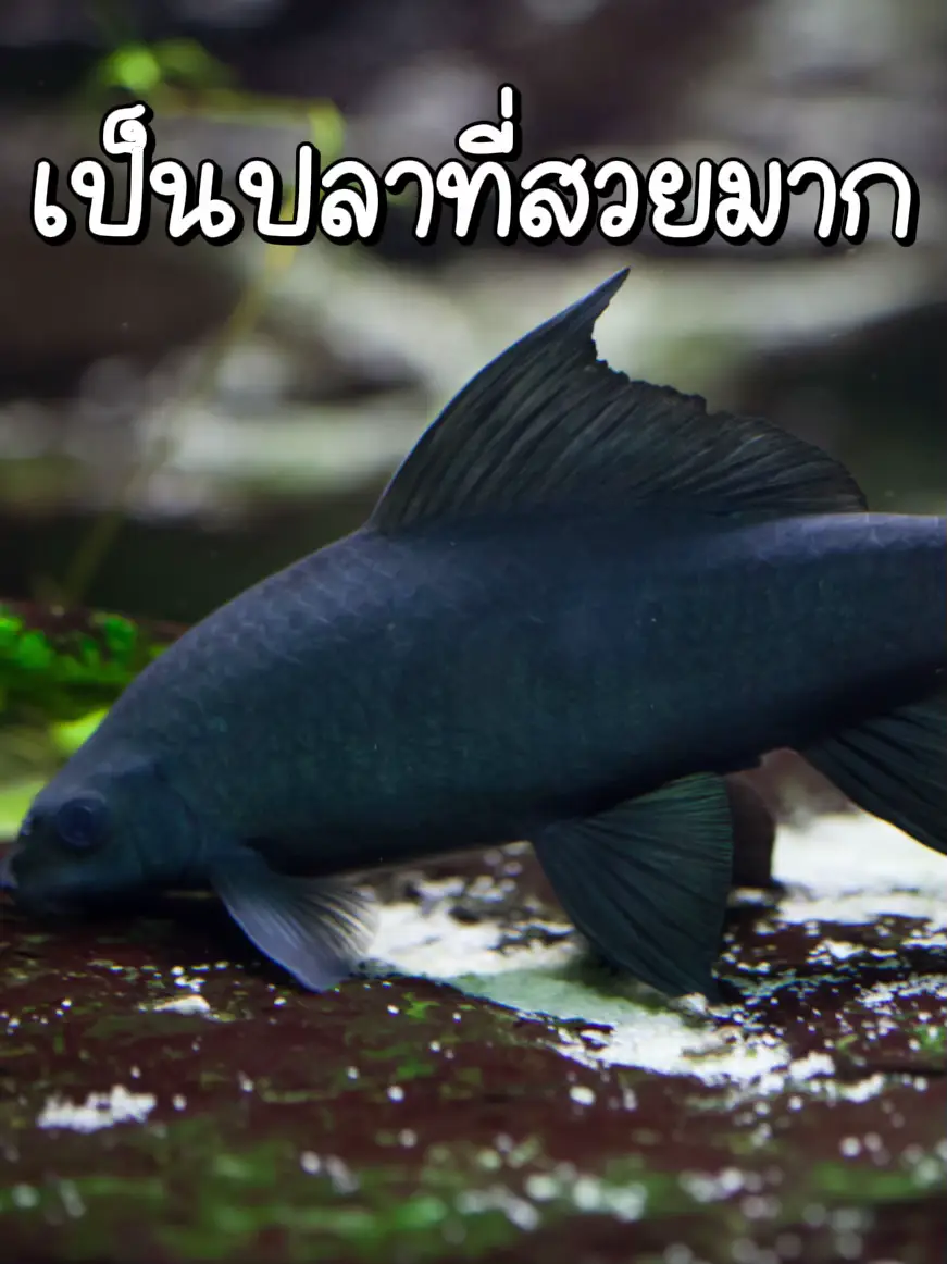 Black Shark (Labeo Chrysophekadion) - The Fish Guide