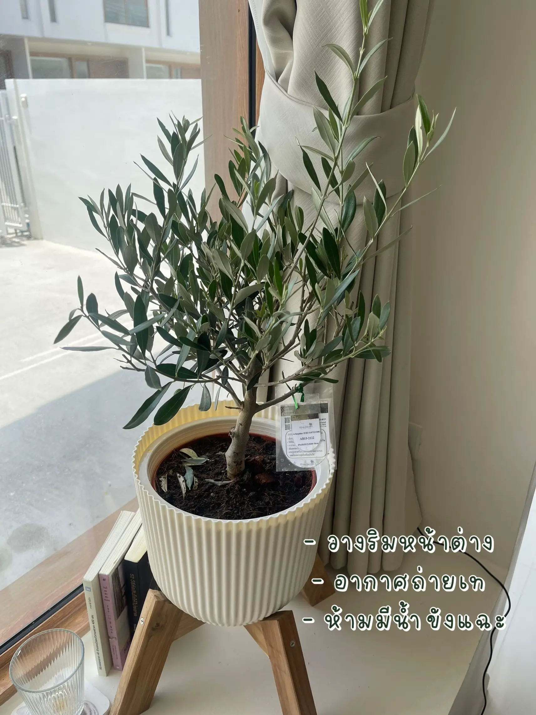 現品》オリーブの木 シプレシーノ 樹高1.0m（根鉢含まず）46【苗木/庭木】