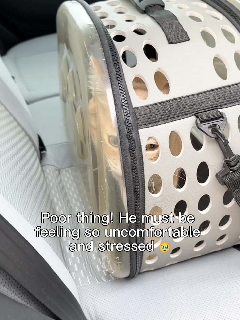 Caught my cat Salmon crying in the carrier
