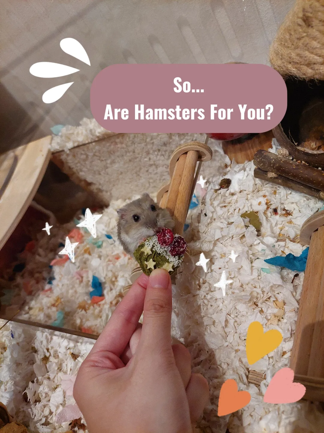 Hamster For Adoption Baby Chinese Dwarf Hamsters!, A Dwarf, 43 OFF