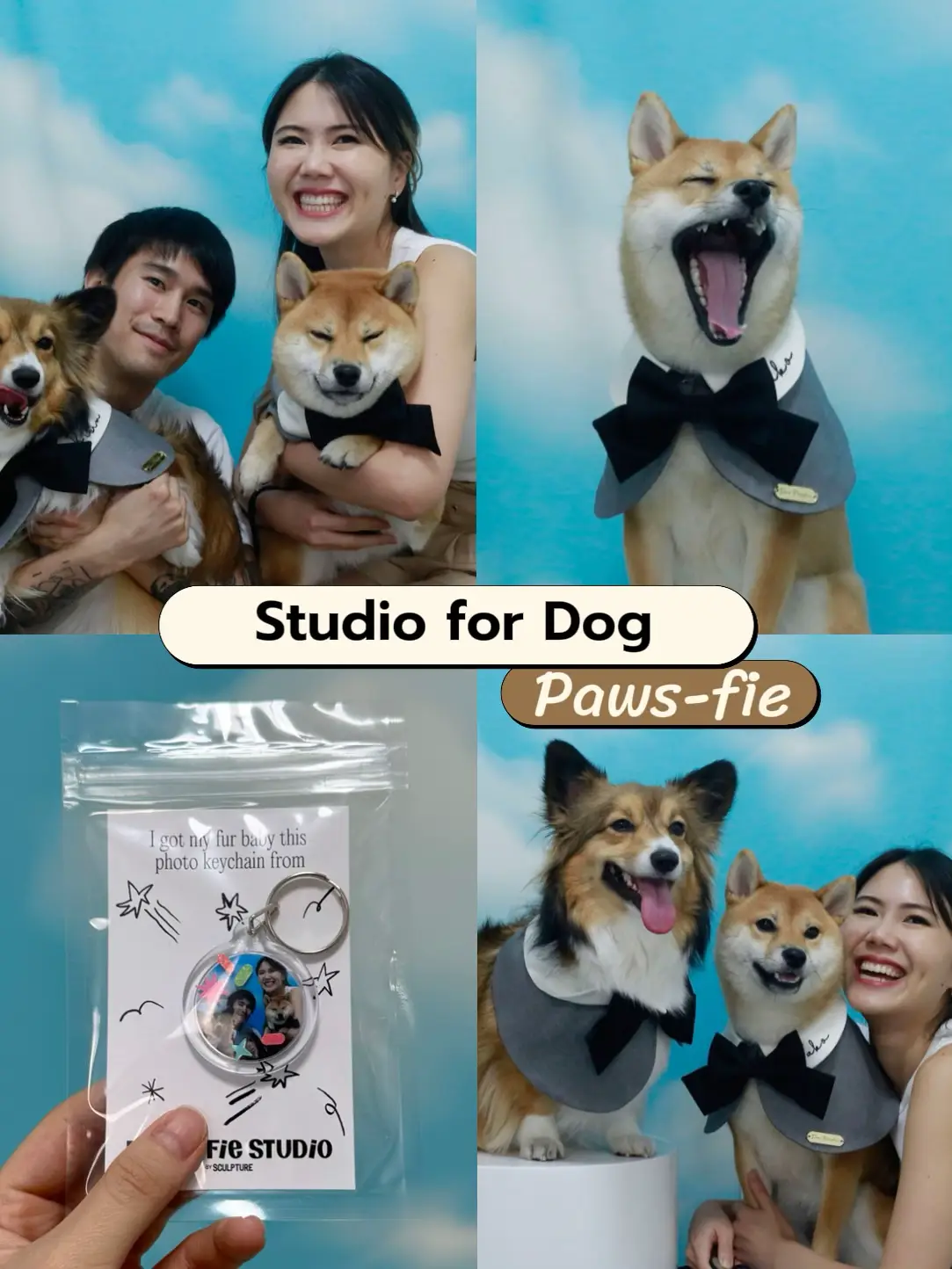 📷🐶Studio took a picture of the most loving dog.💕 | Gallery posted by  nibnalib | Lemon8