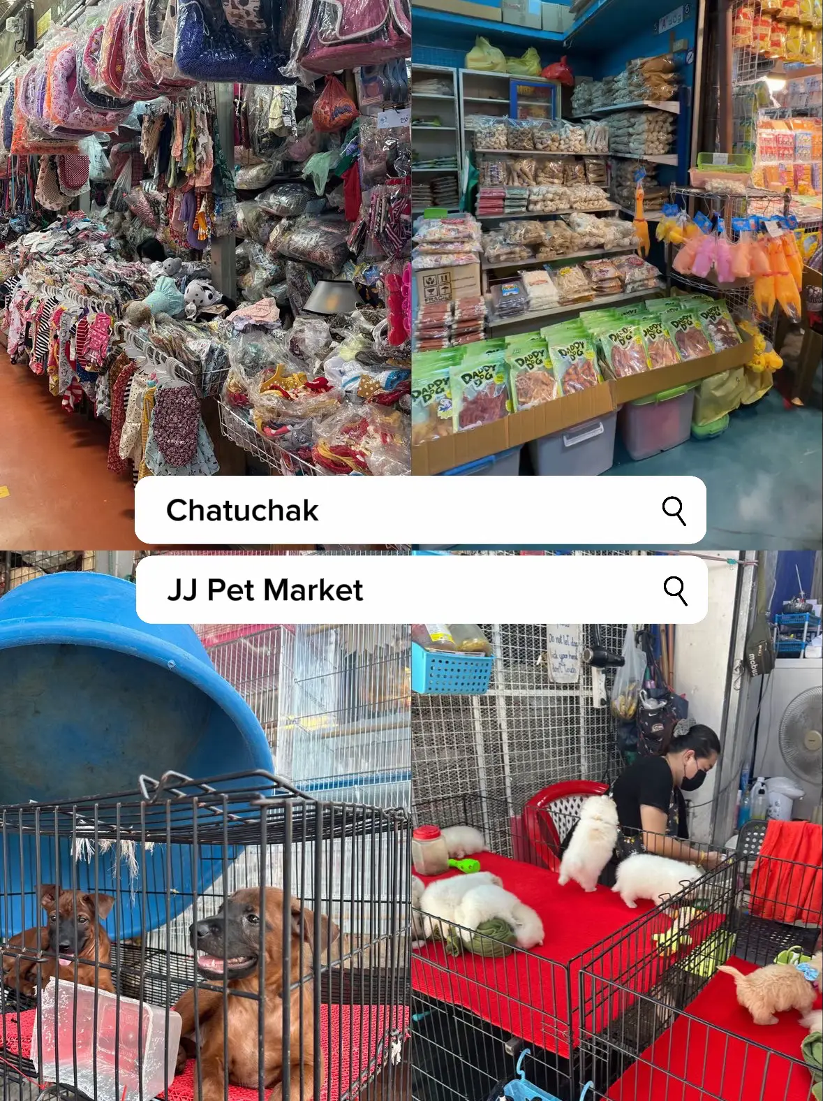 Wholesale pet supplies in 2024 divisoria