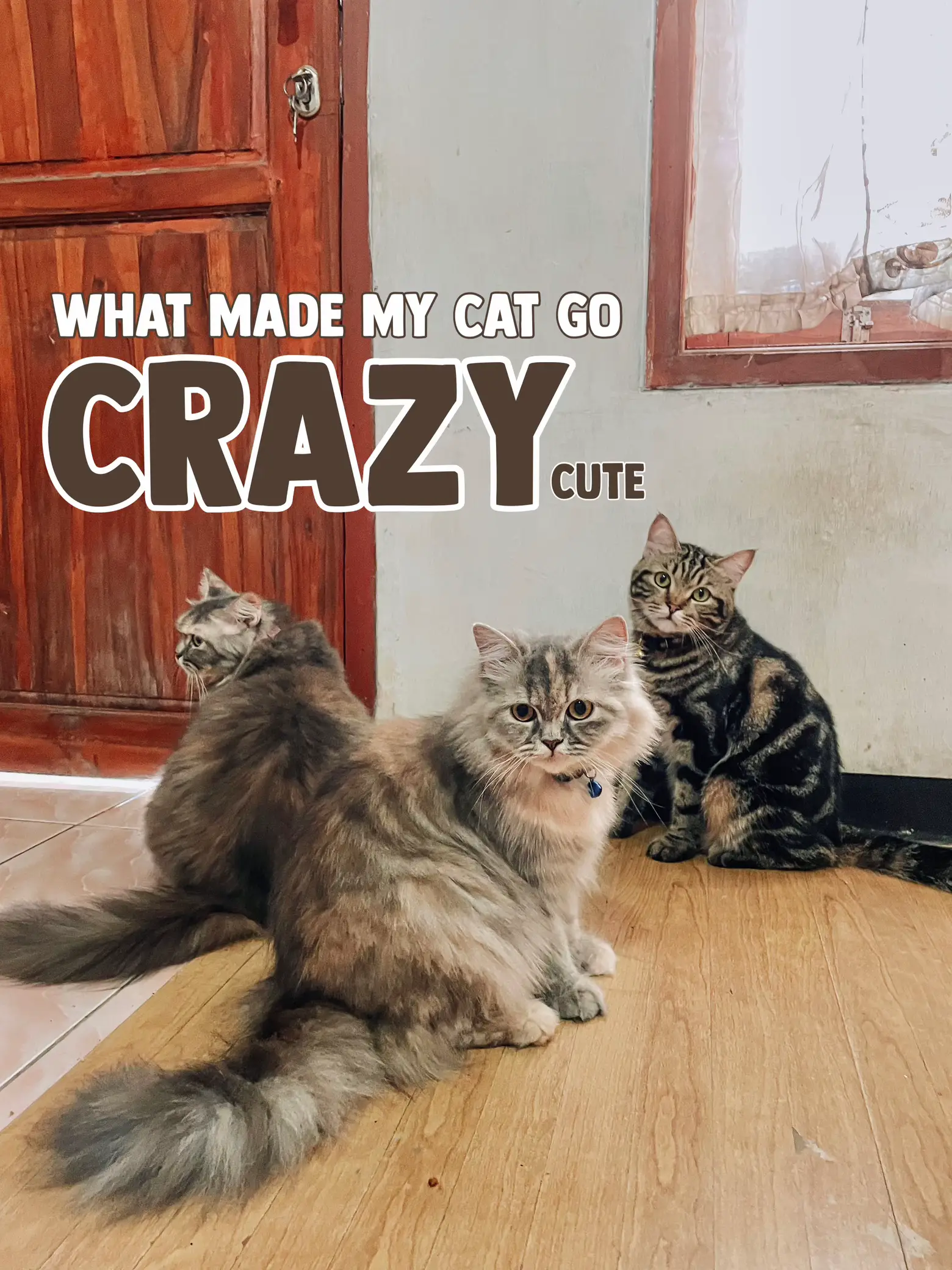 On the cat scale, how are you feeling today?  Cat memes, Funny animal  pictures, Cute cats