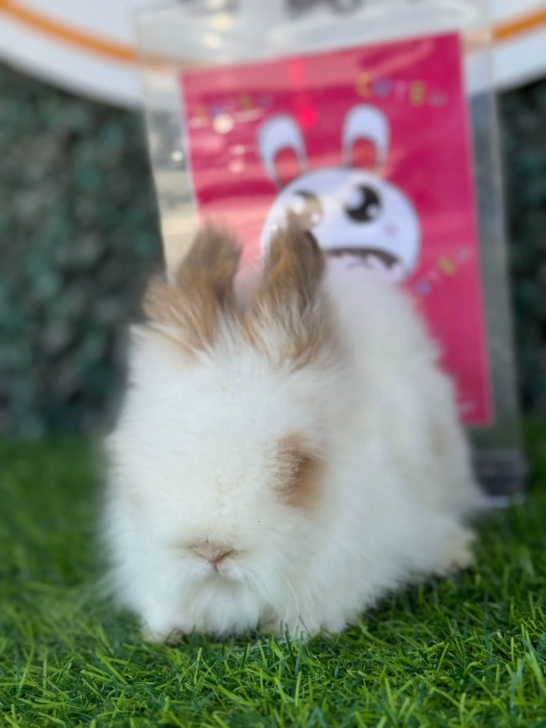 Teddy Rabbit Teddy Bear Rabbit Breed | Gallery posted by JeBunnyChonburi | Lemon8