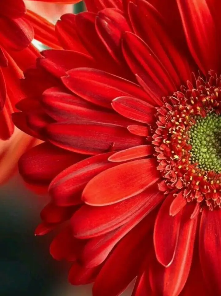 แจก !! วอปเปเปอร์โทนสีแดง ️ | แกลเลอรีที่โพสต์โดย Chonthicha 🤍 | Lemon8