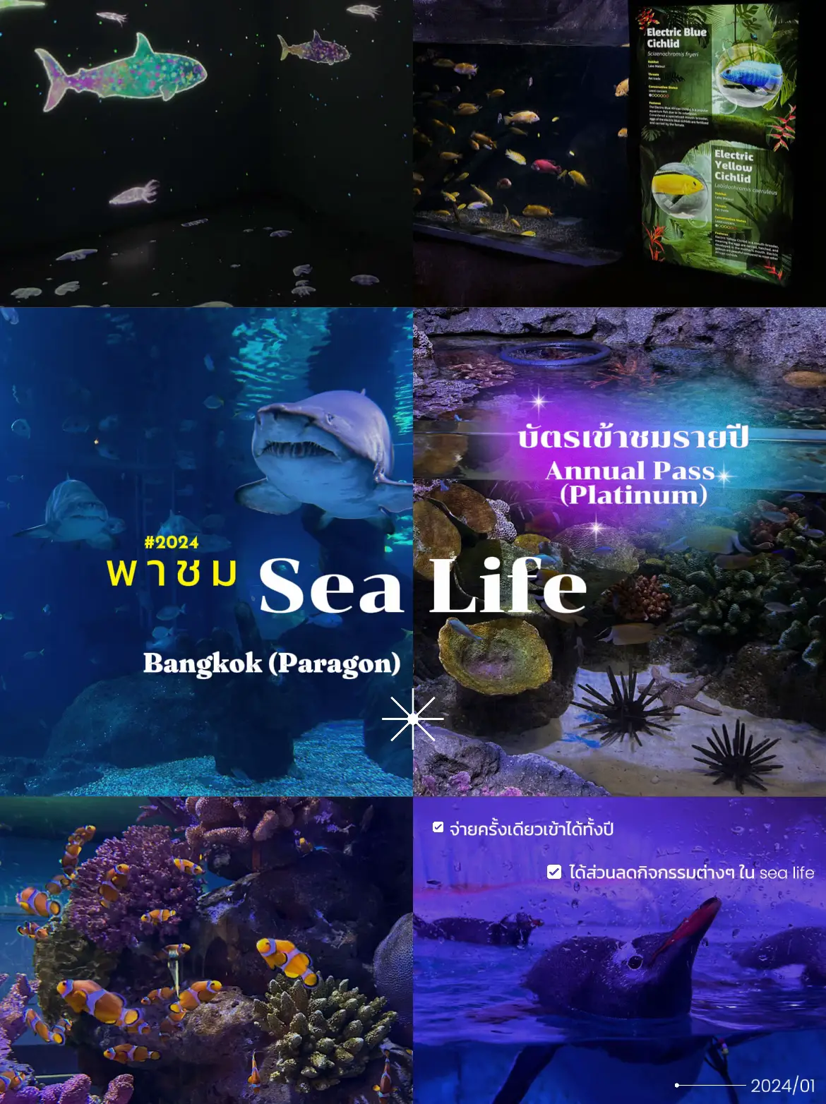 Sea Life Bangkok Siam Paragon 2024   OAEIUja2ITD7gqNER3fGeDeb9vJLAA4AAD7LQ0~tplv Tej9nj120t Origin.webp