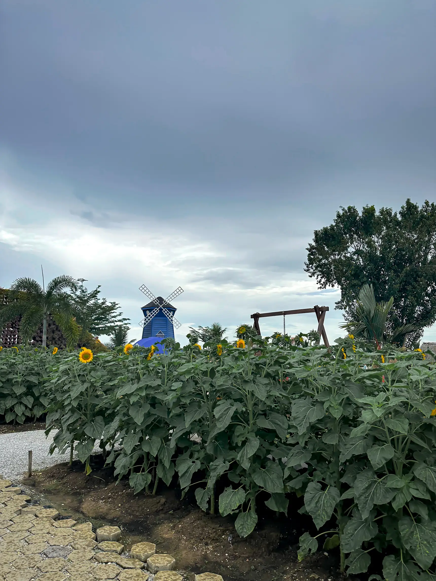 SUNFLOWER GARDEN BAGAN DATOH, PERAK 🌻 Galeri disiarkan oleh