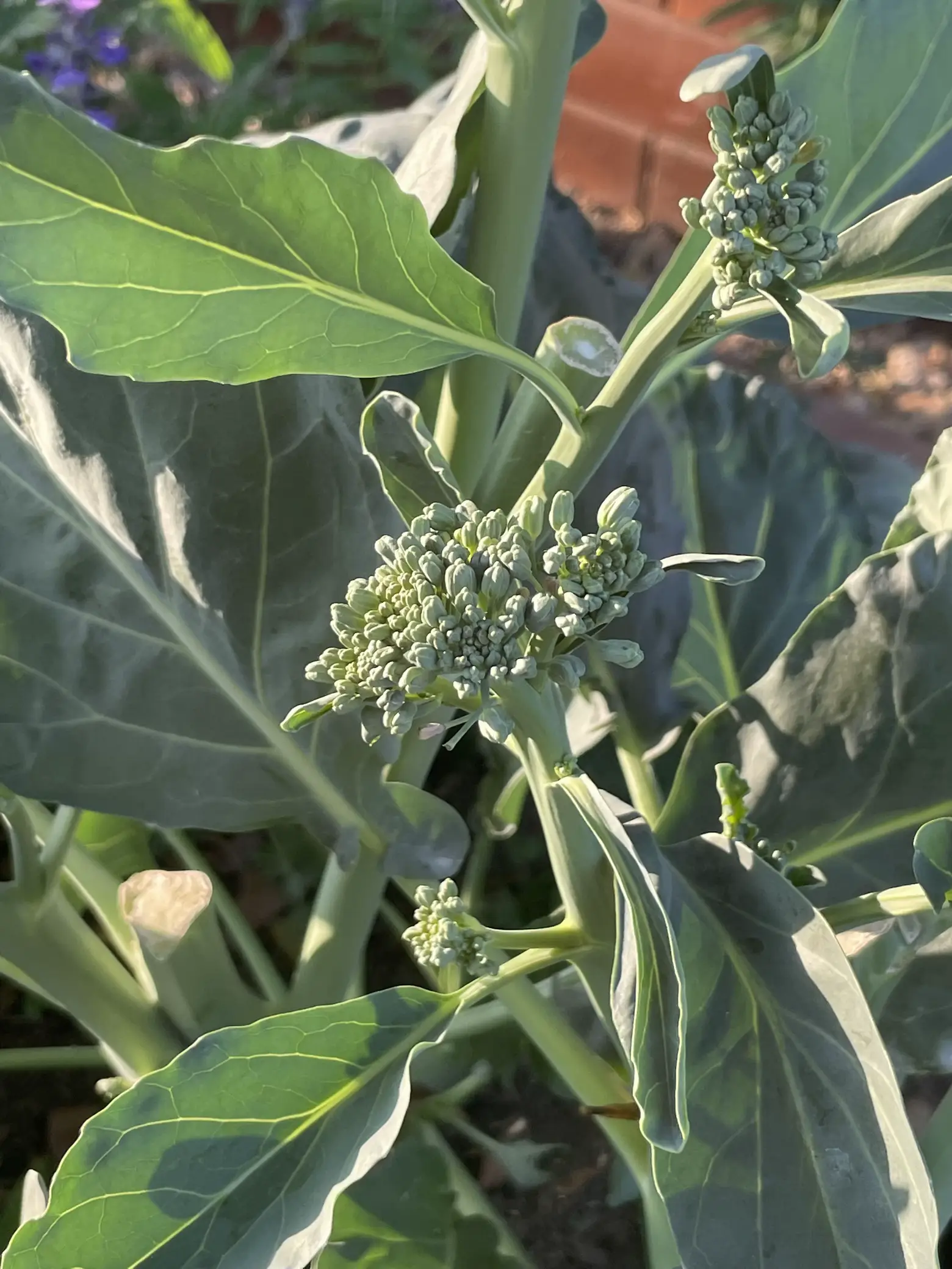 มินิบล็อกโคลี่ (Mini Broccoli) ปลูกกินเองได้ง่ายๆ 🥦🥦😋 | แกลเลอรีที่ ...