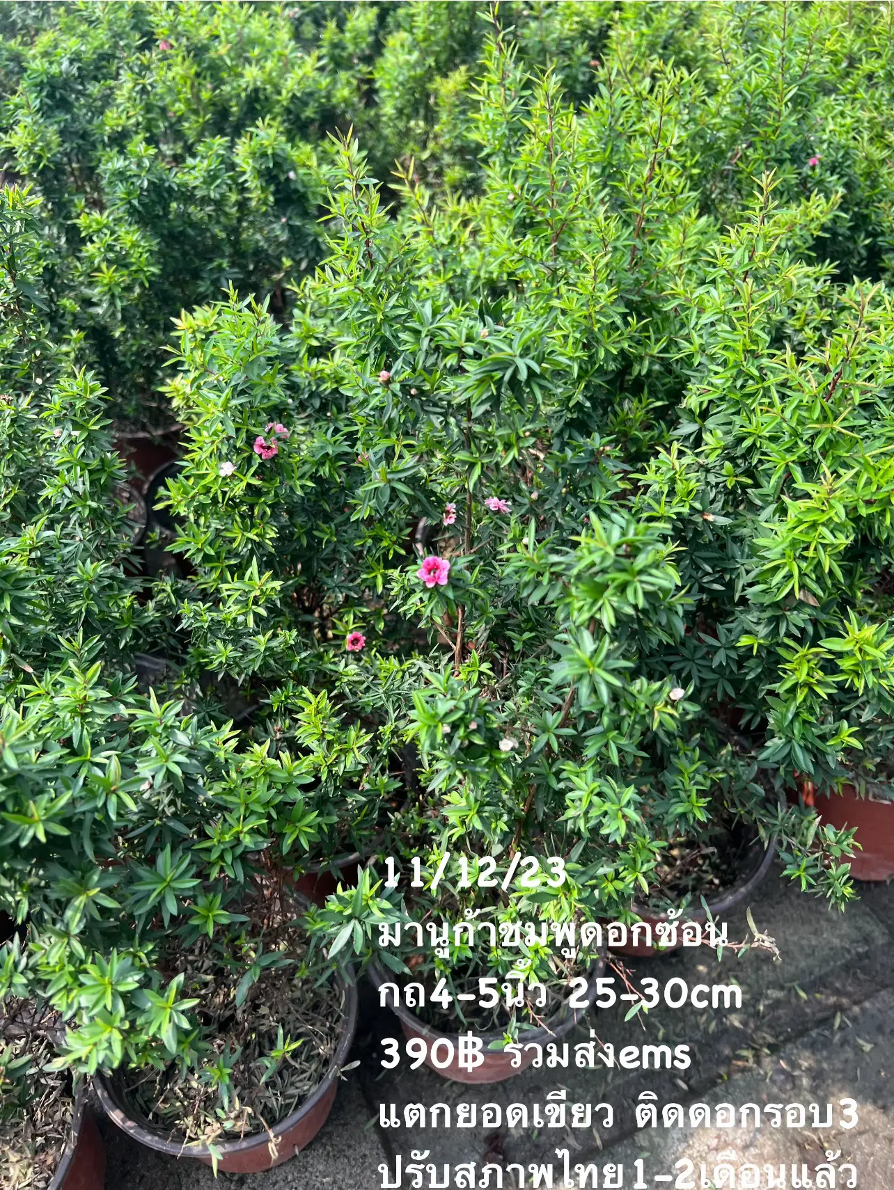 #Manuka tea tree ต้นมานูก้า ดอกสวยมี💥หลายสีในต้นเดียว | แกลเลอรีที่ ...