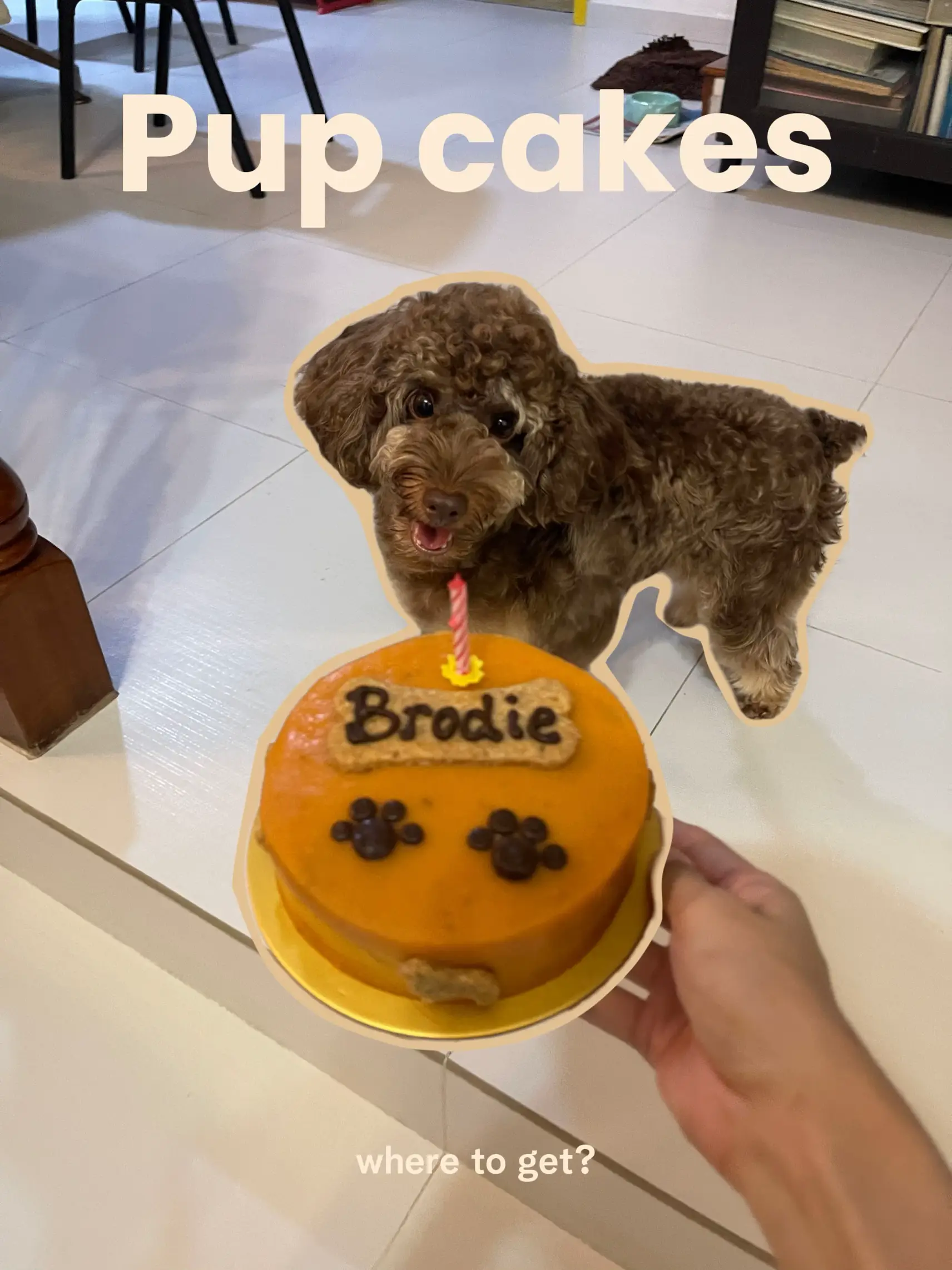 Save this for your pup s birthday Gallery posted by laura