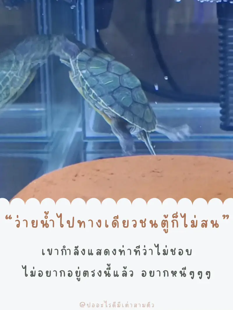 เต่าซูคาต้าไม่ถ่าย - การค้นหาใน Lemon8