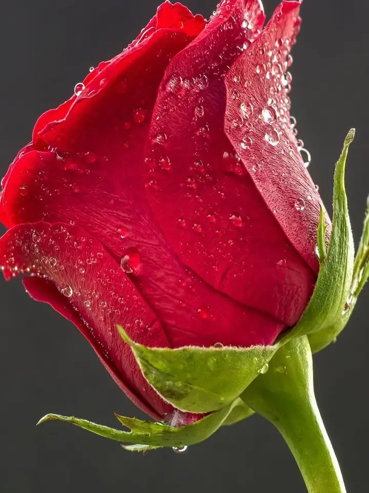 แจก !! วอปเปเปอร์โทนสีแดง ️ | แกลเลอรีที่โพสต์โดย Chonthicha 🤍 | Lemon8