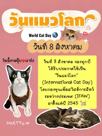 International cat best sale day 2019