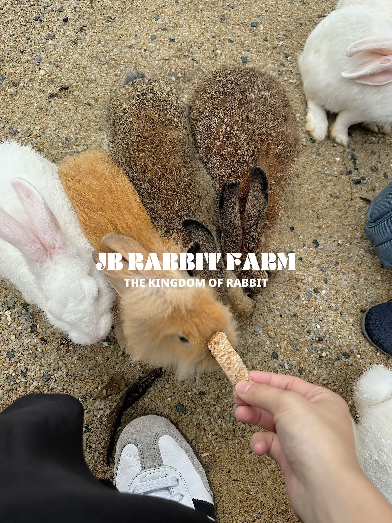visit this rabbit farm in jb („• ᴗ •„)'s images