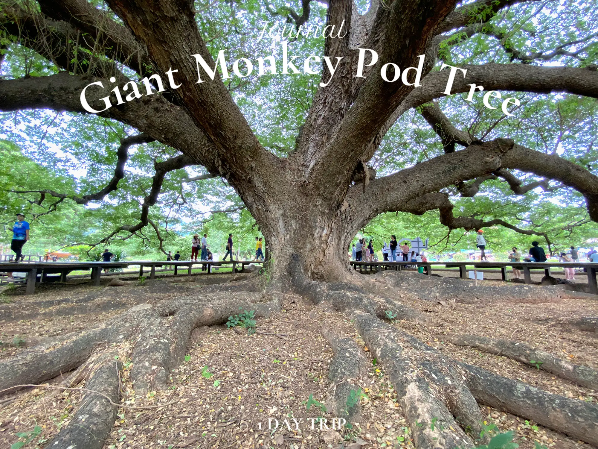 Giant Monkey Pod Tree JS Lemon8   OEARHugybEI5wvGfAntkf4CgNDBQ89ApTJAQ3W~tplv Tej9nj120t Origin.webp