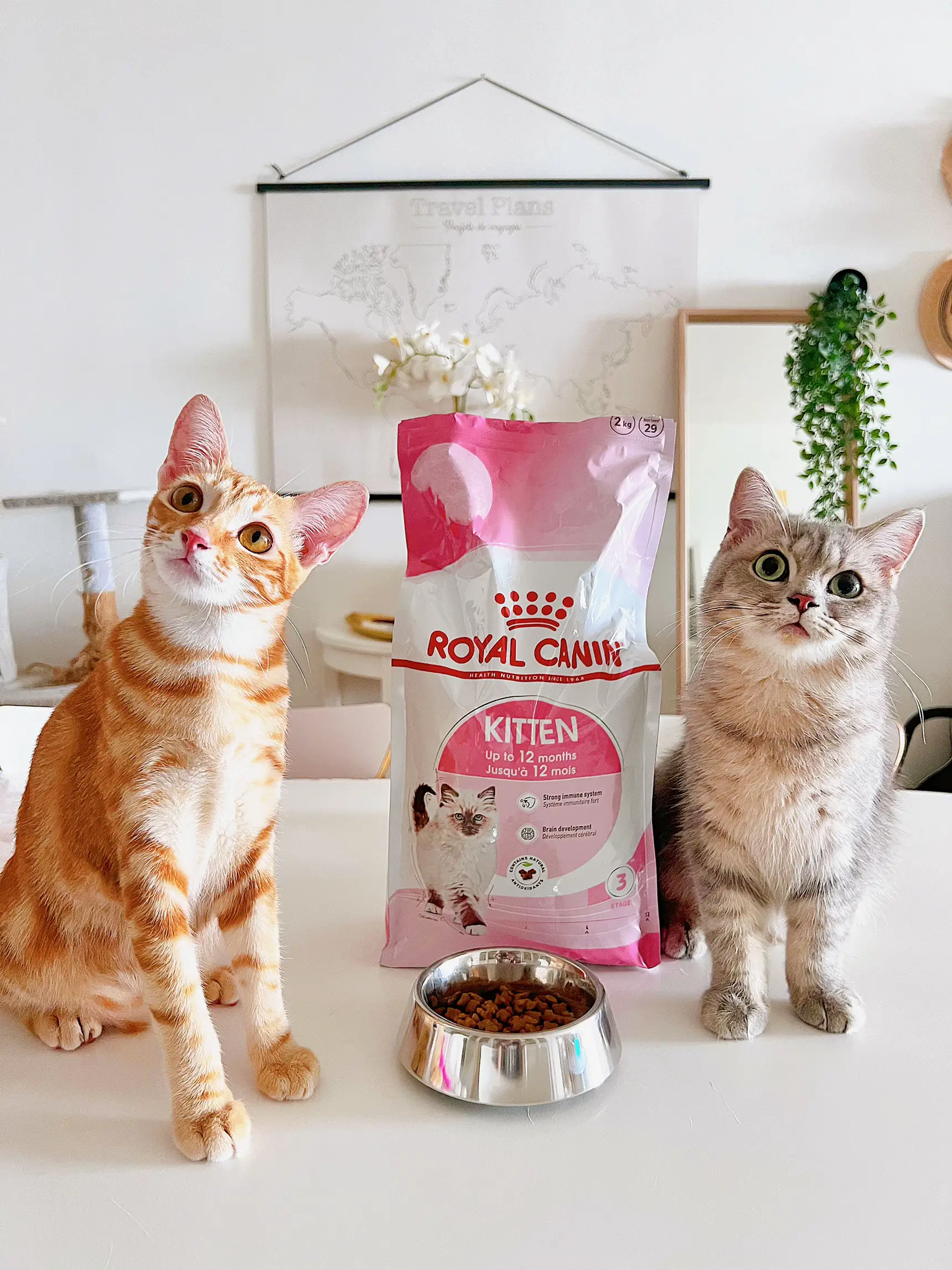 Royal canin hair hotsell and skin untuk kitten