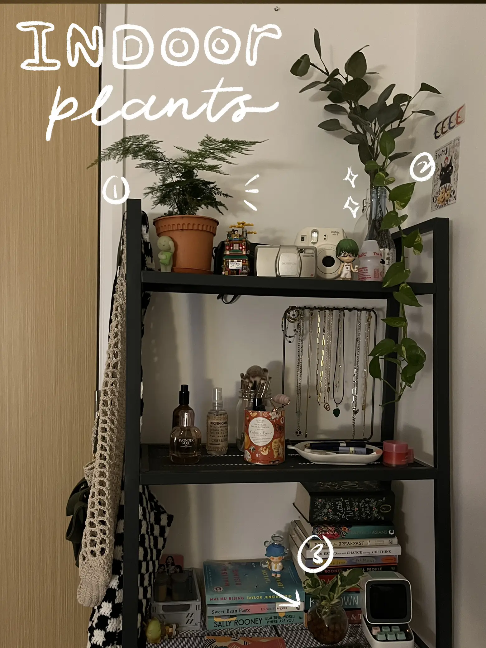 easy indoor plants to adopt! 🌱, Gallery posted by charlene