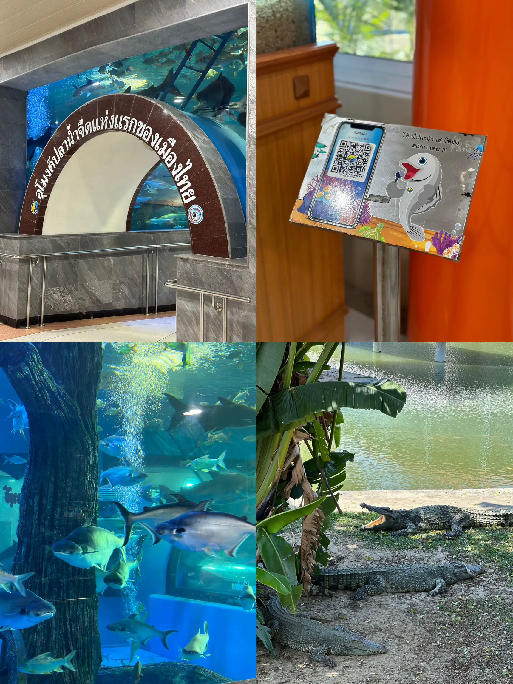 ชวนเที่ยว “บึงฉวาก” 🦈 Aquarium สุดอลังการที่สุพรรณบุรี แกลเลอรีที่