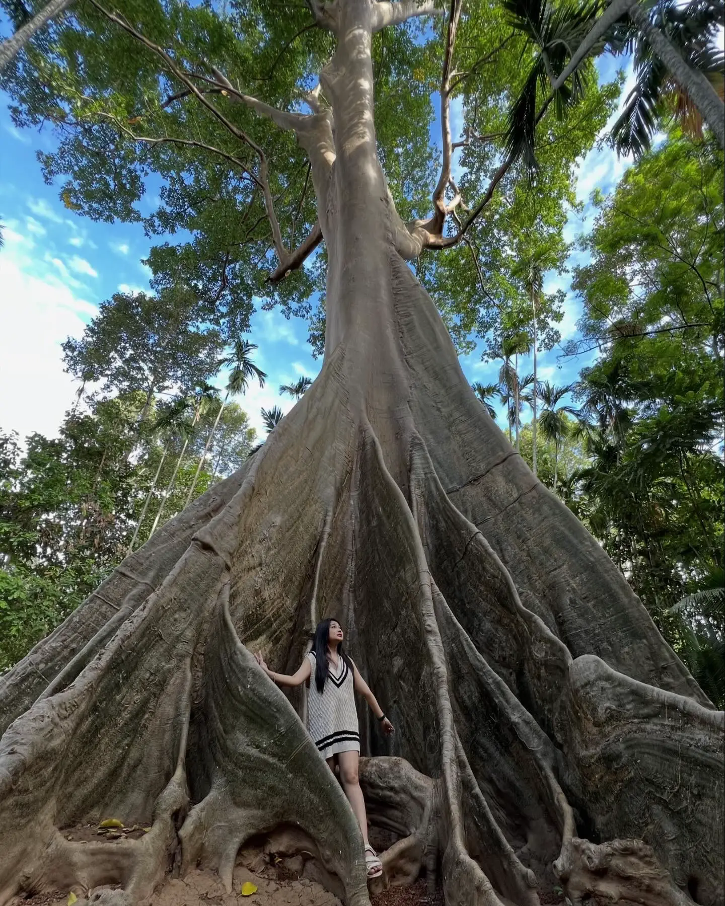 樹齢500年の巨大な木、ウタタニモン。 🌳 | Giftmaya ⚡️が投稿したフォトブック | Lemon8