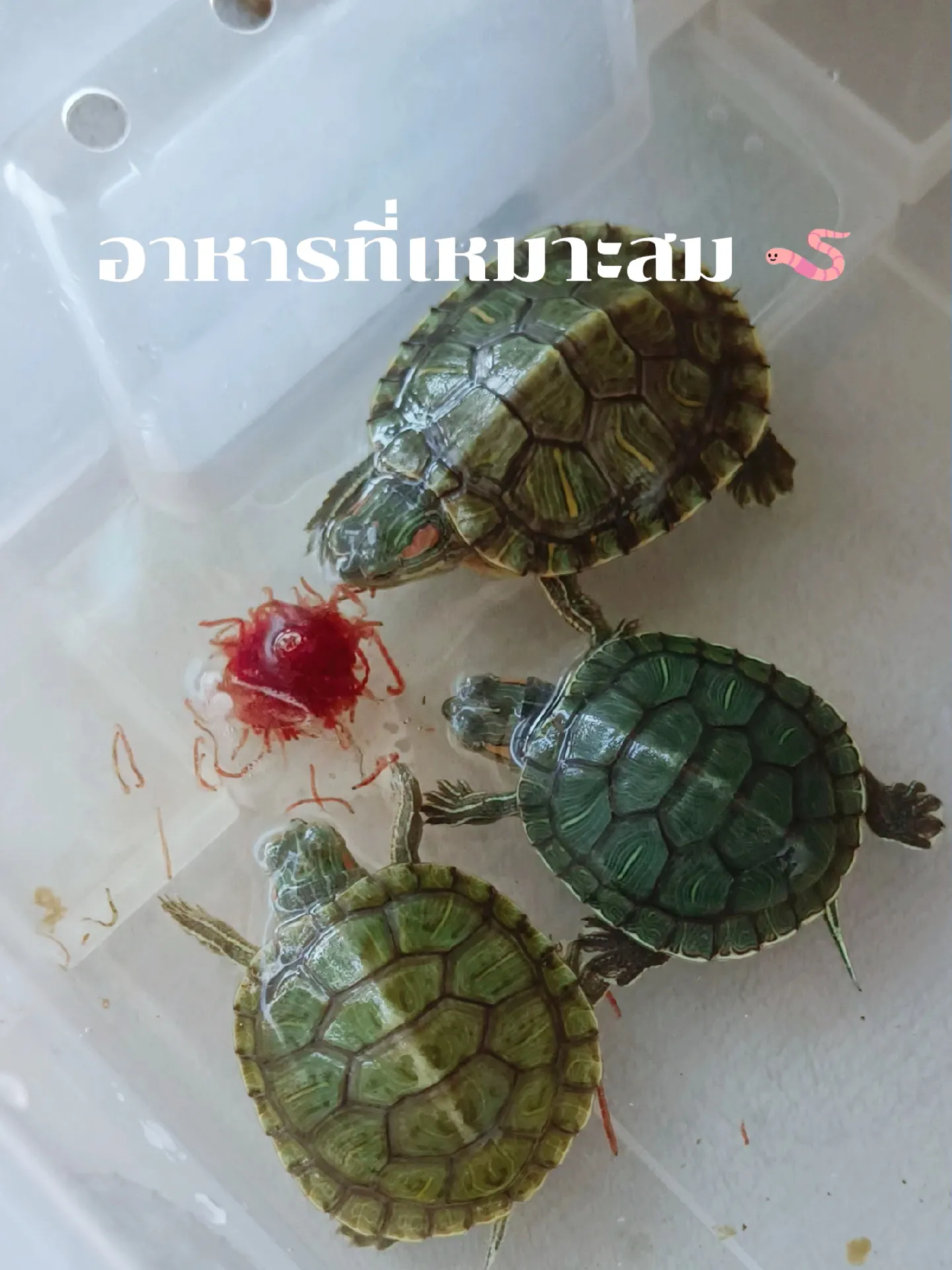 เช็คลิสต์