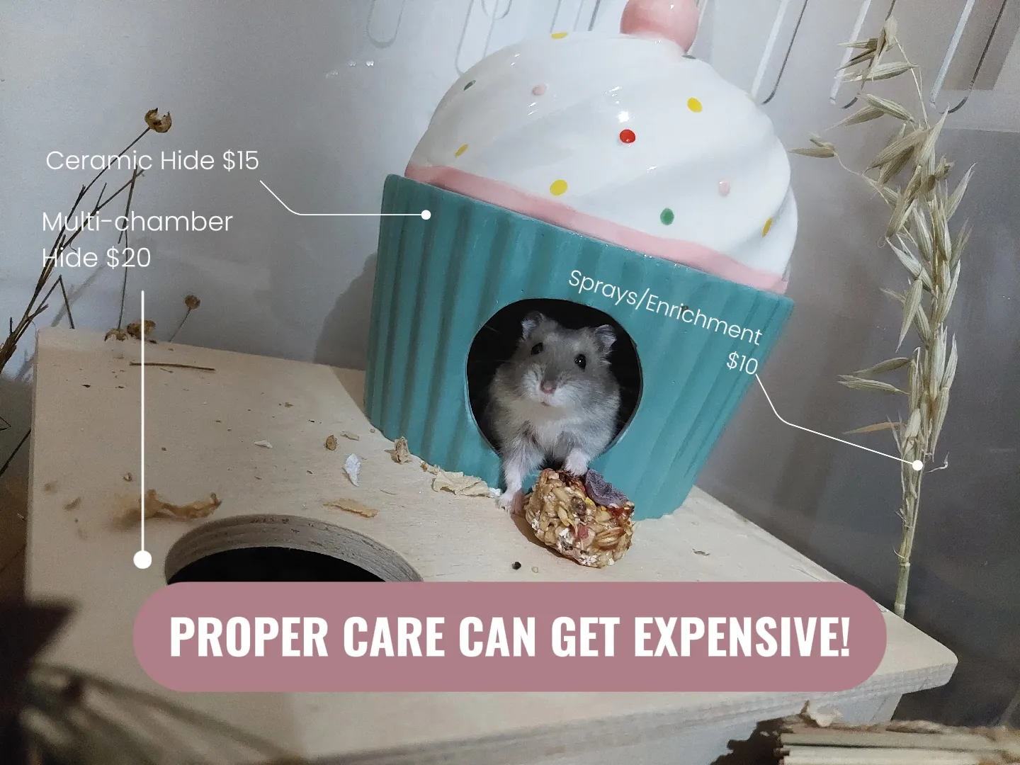 Syrian Hamsters in Singapore: Care & Prices [+ Expert Tips]