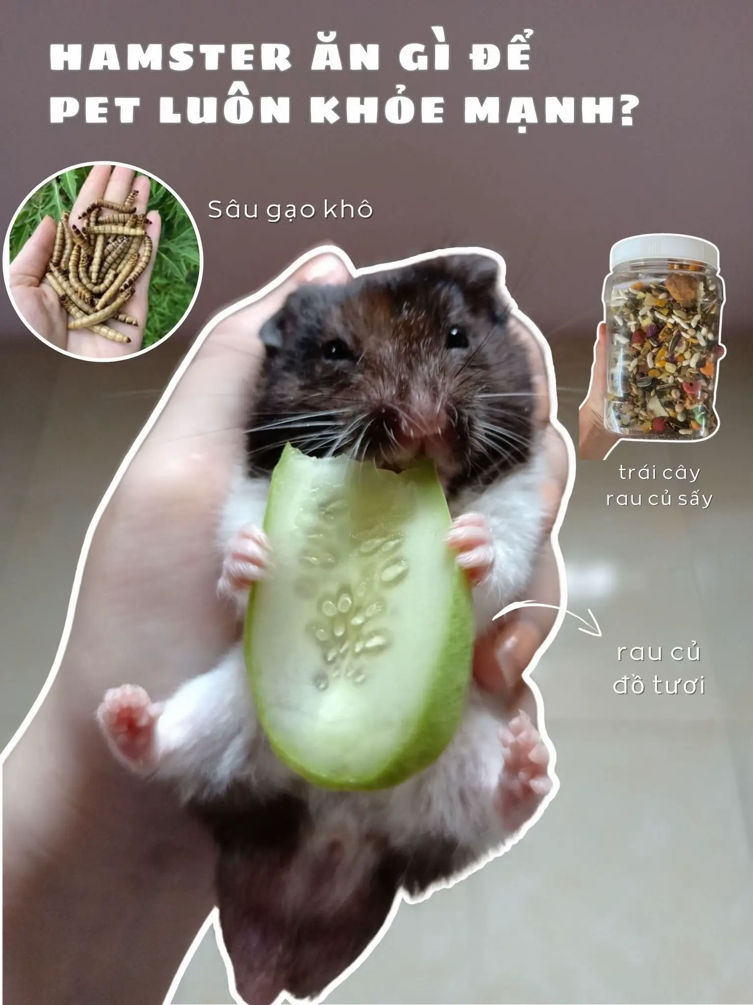 Chuột Hamster Ăn Rau Gì?