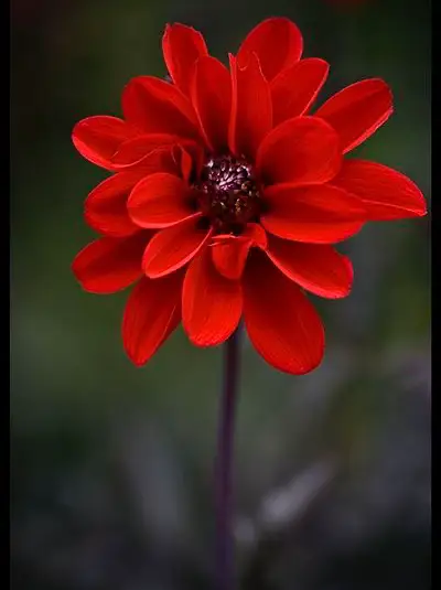 แจก !! วอปเปเปอร์โทนสีแดง ️ | แกลเลอรีที่โพสต์โดย Chonthicha 🤍 | Lemon8