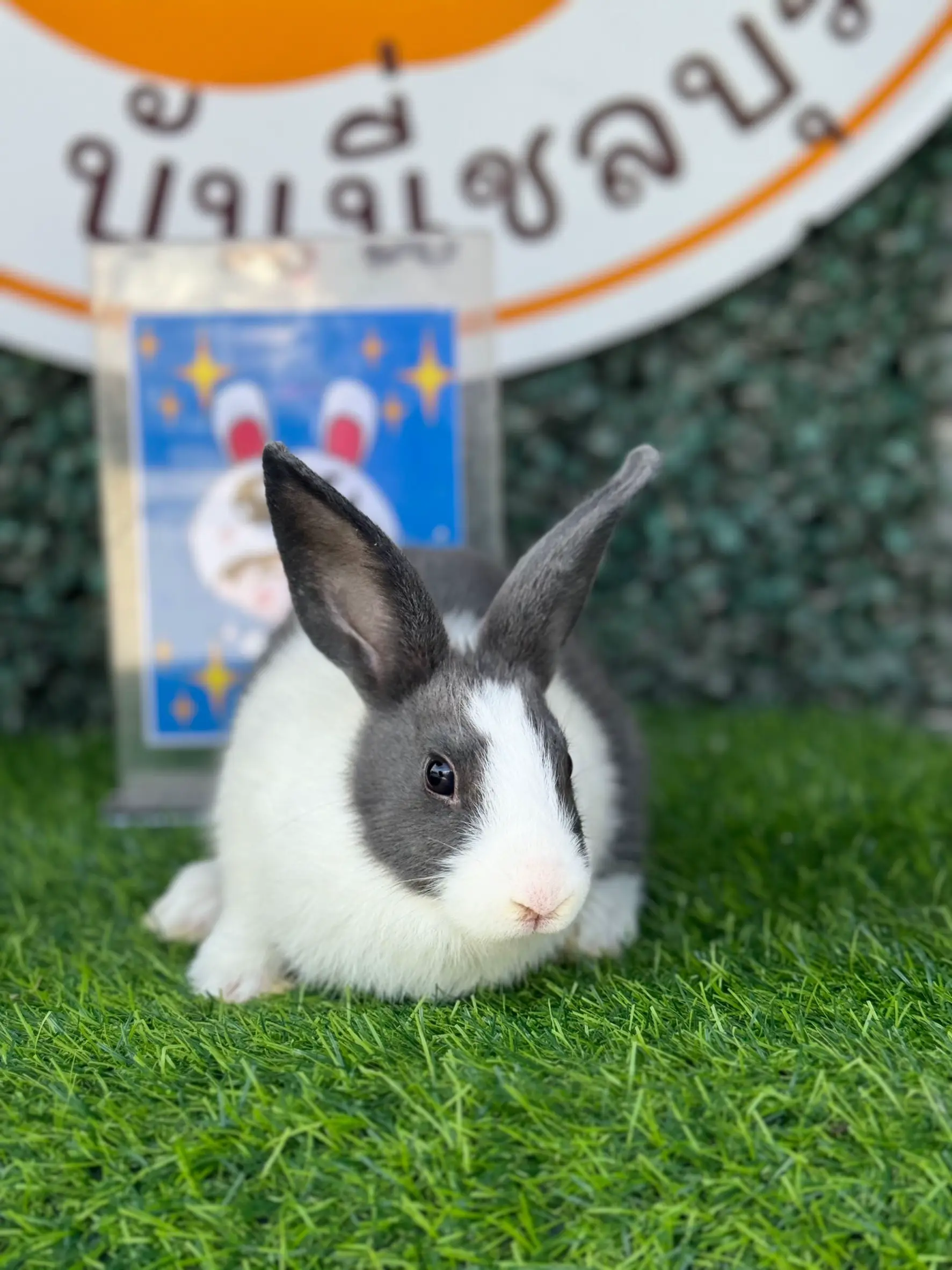 Dacht species rabbit | Gallery posted by JeBunnyChonburi | Lemon8