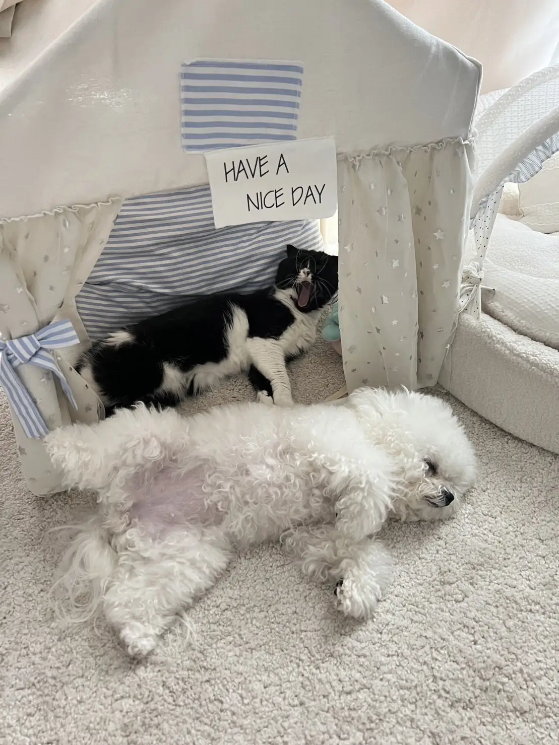 review-of-how-do-cats-and-dogs-live-together-gallery-posted-by