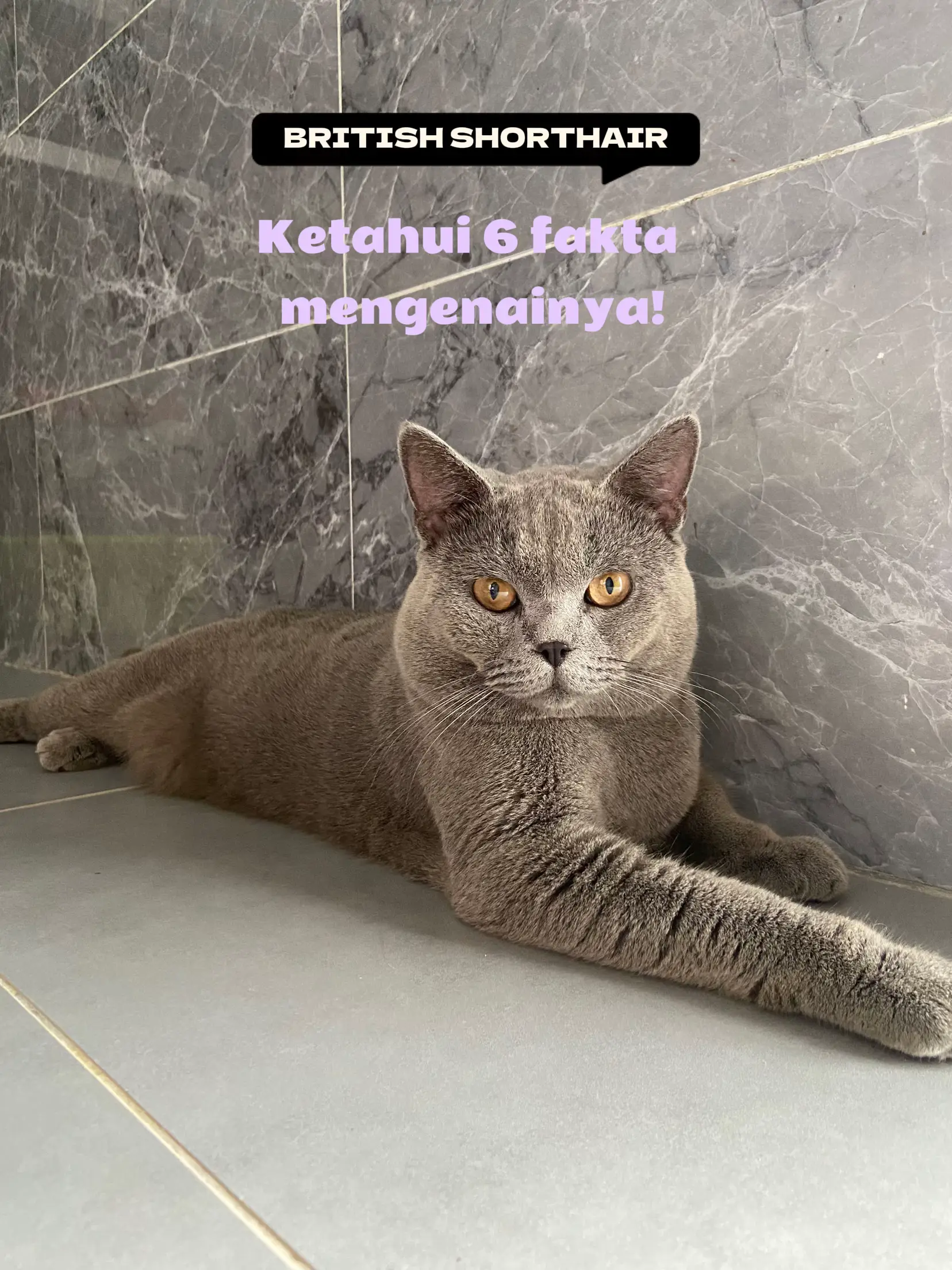 Cara jaga sales kucing british shorthair