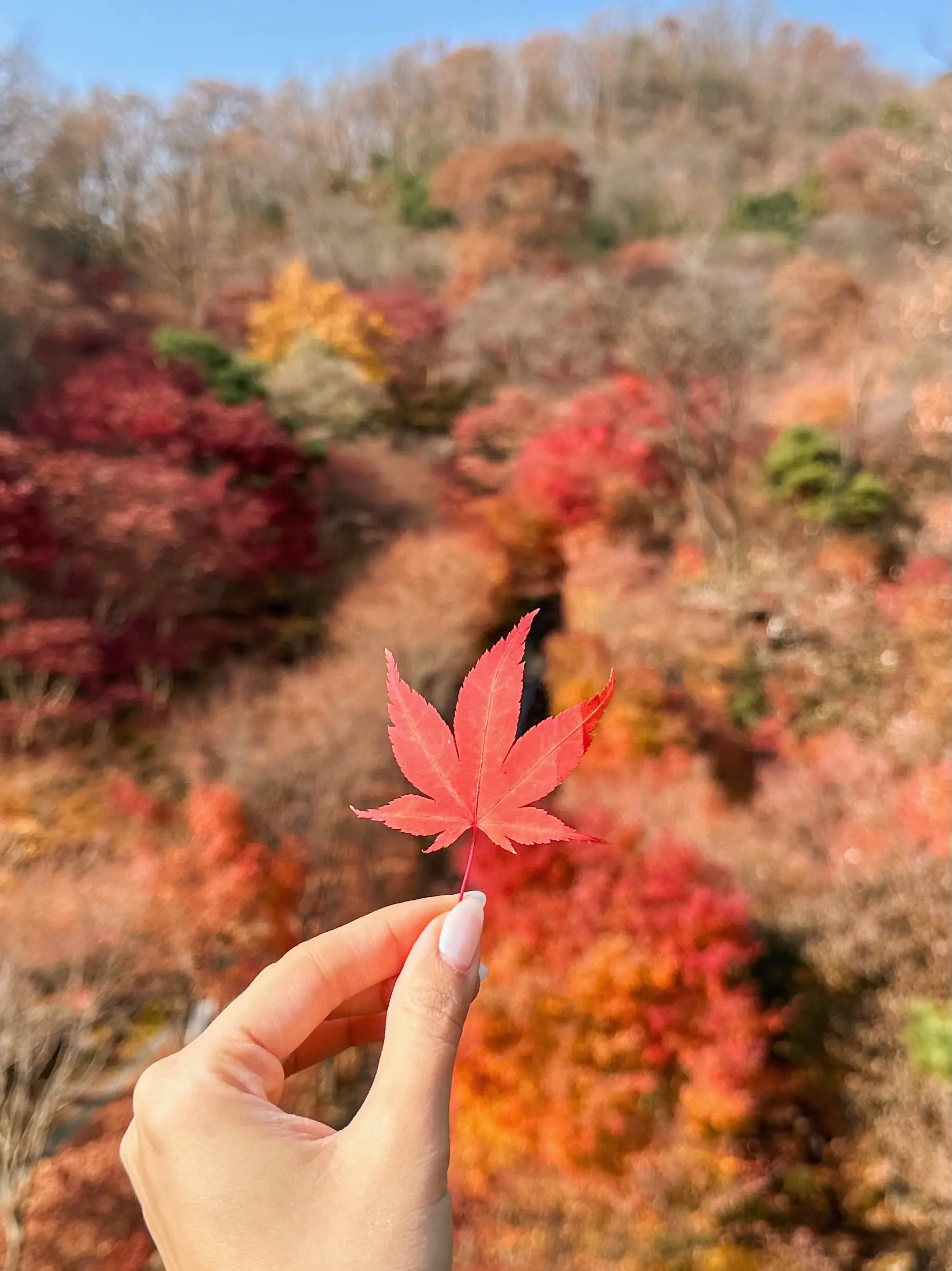 Seoul Autumn Recs 1: Hwadam Botanic Gardens 🍁🍂 | Gallery posted by ...