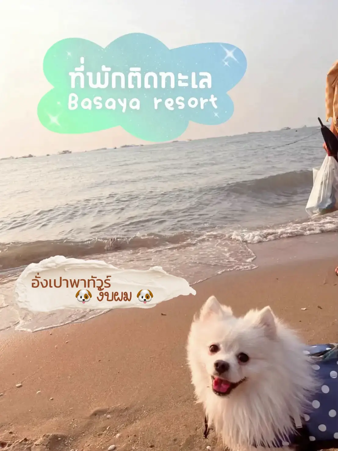Basaya Rrr Basaya resort ที่พักติดทะเลน้องหมาเข้าได้ 🐶 | แกลเลอรีที่โพสต์โดย ...