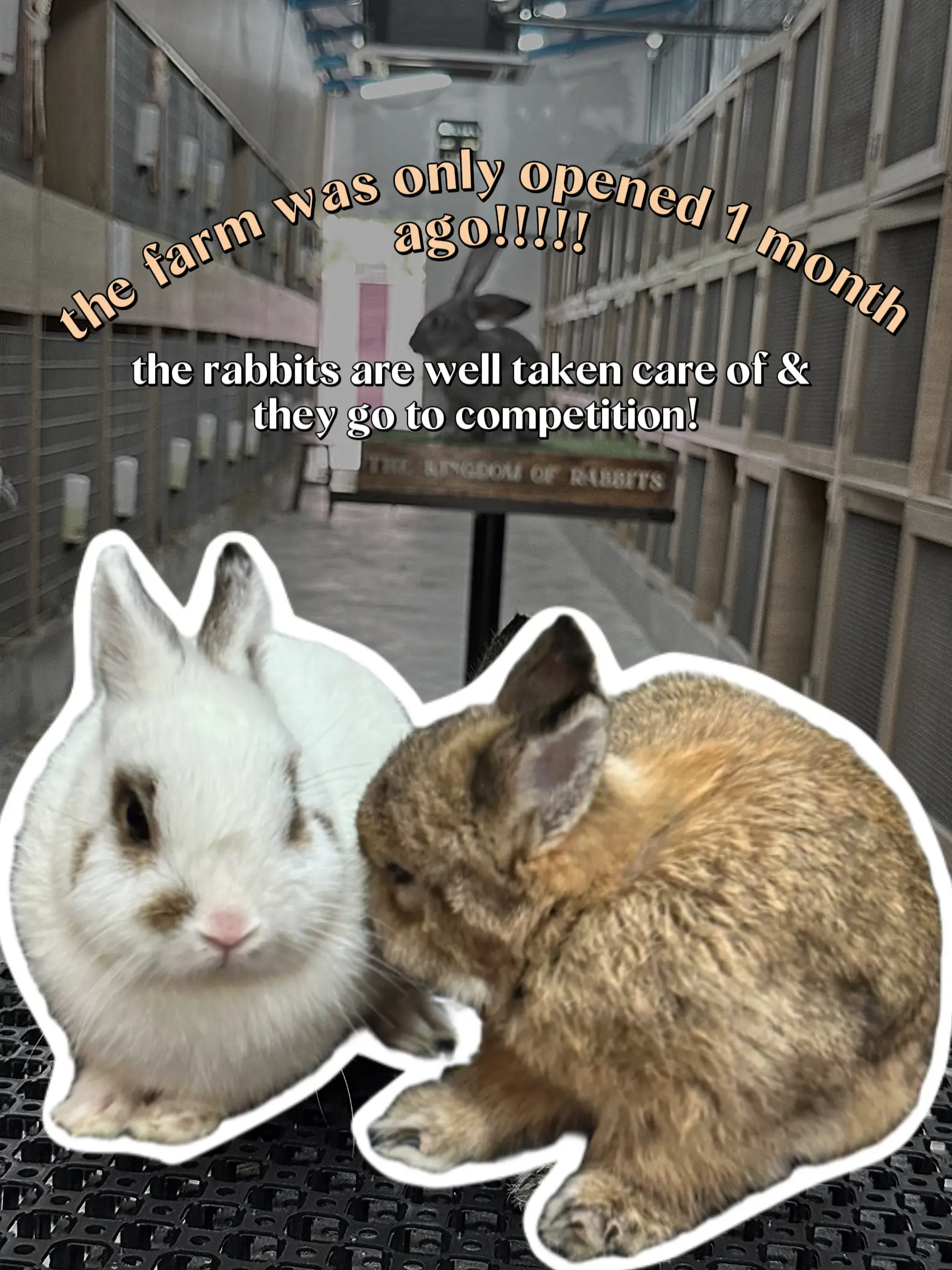 JB DAY-TRIP ACTIVITY - RABBIT FARM | Gallery posted by aerith wen | Lemon8