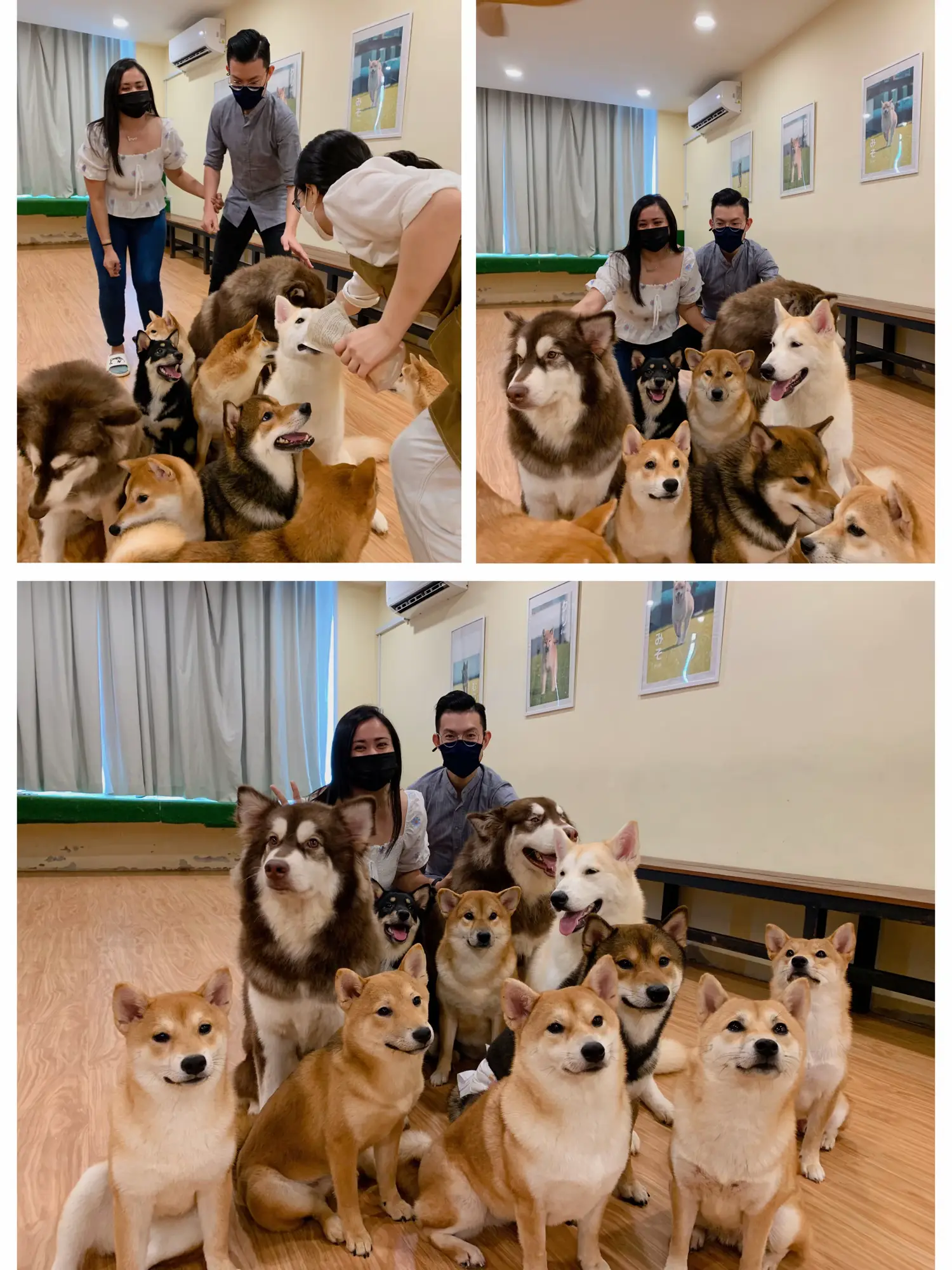 SKIP if you don't want to see cute dogs!! 🐶 | Gallery posted by B.S.V ...