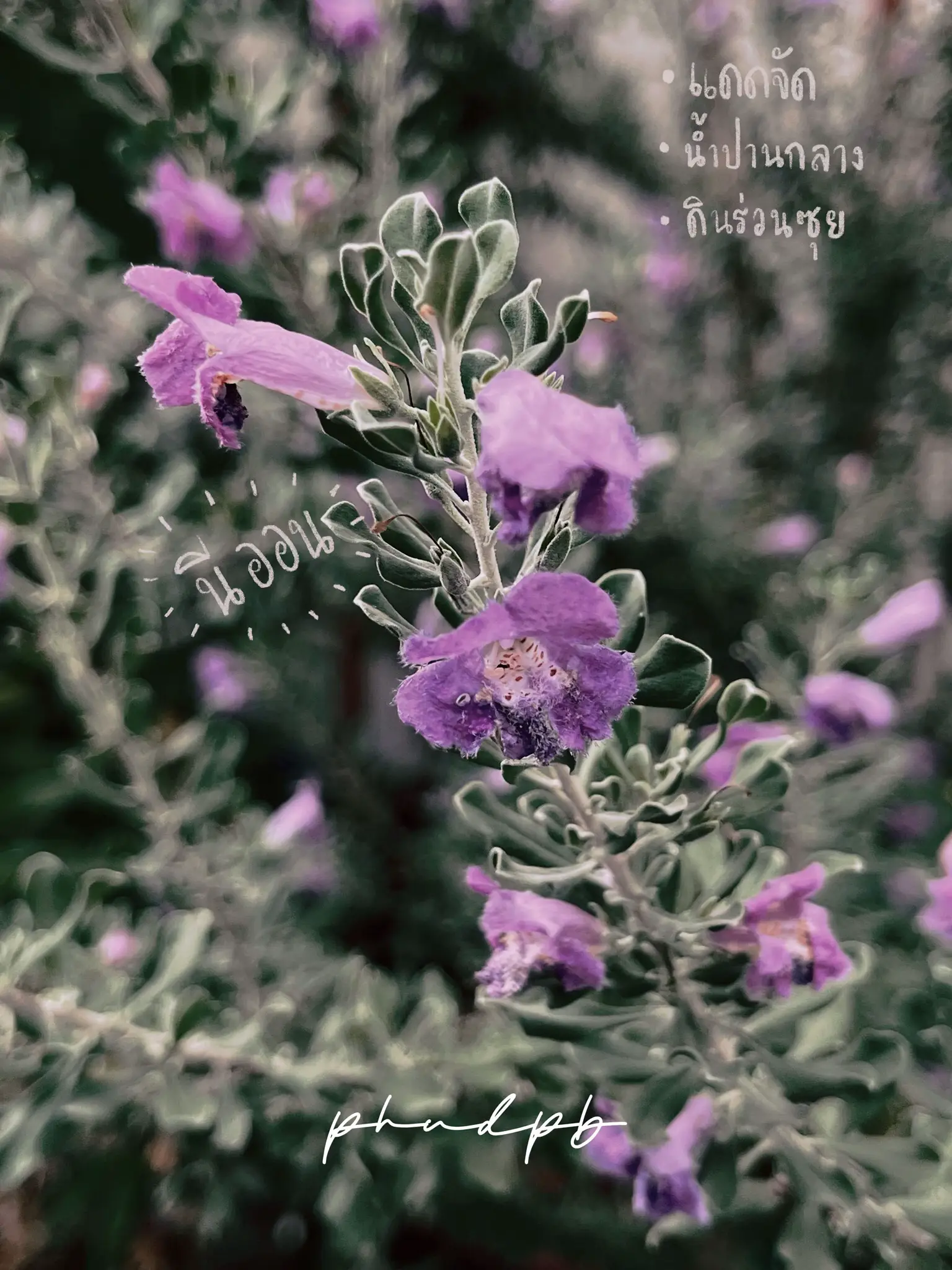 Styling your plants in water with copper wire, Video published by Krystal  🪴