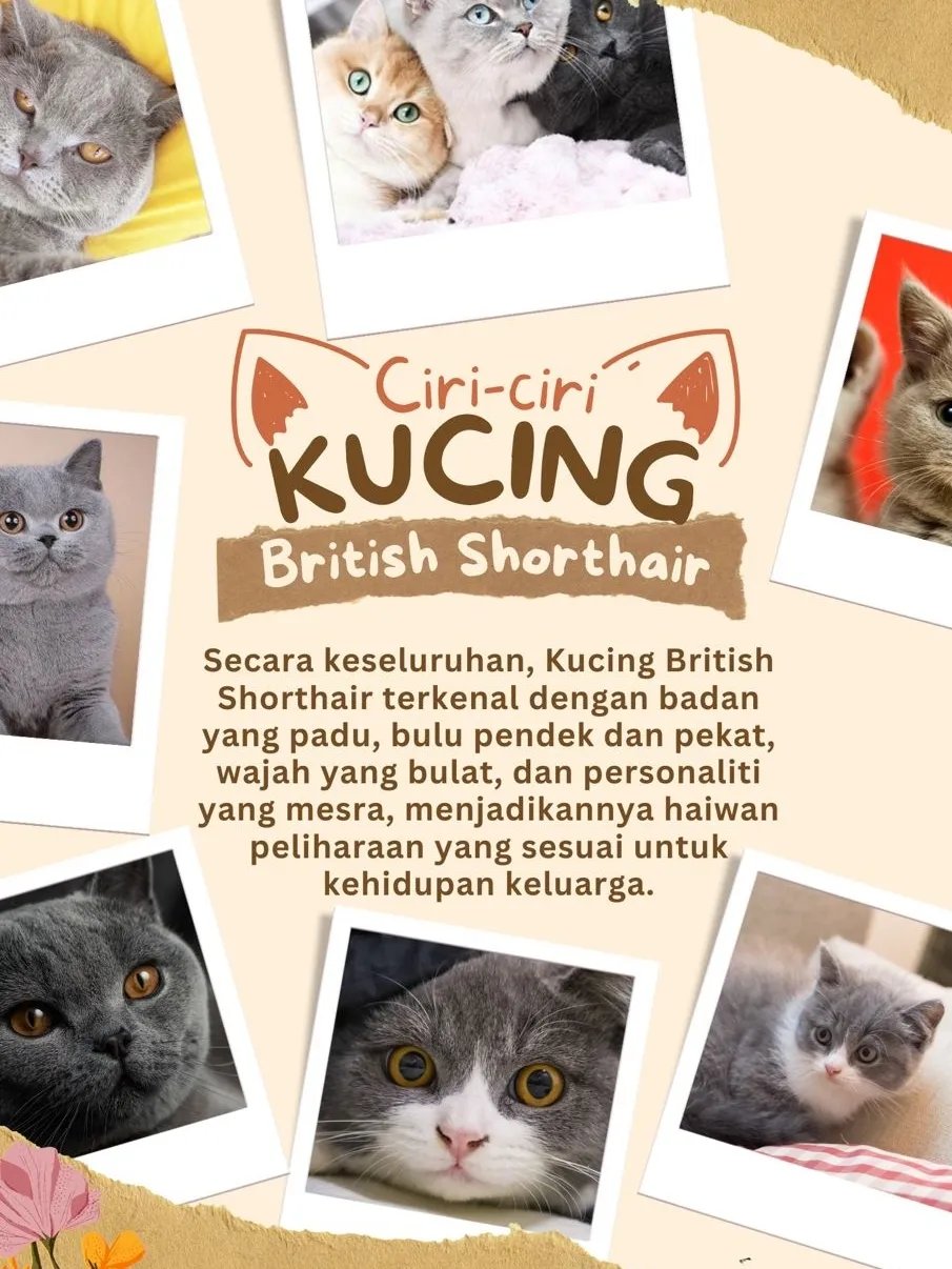 Cara nak jaga british hot sale shorthair